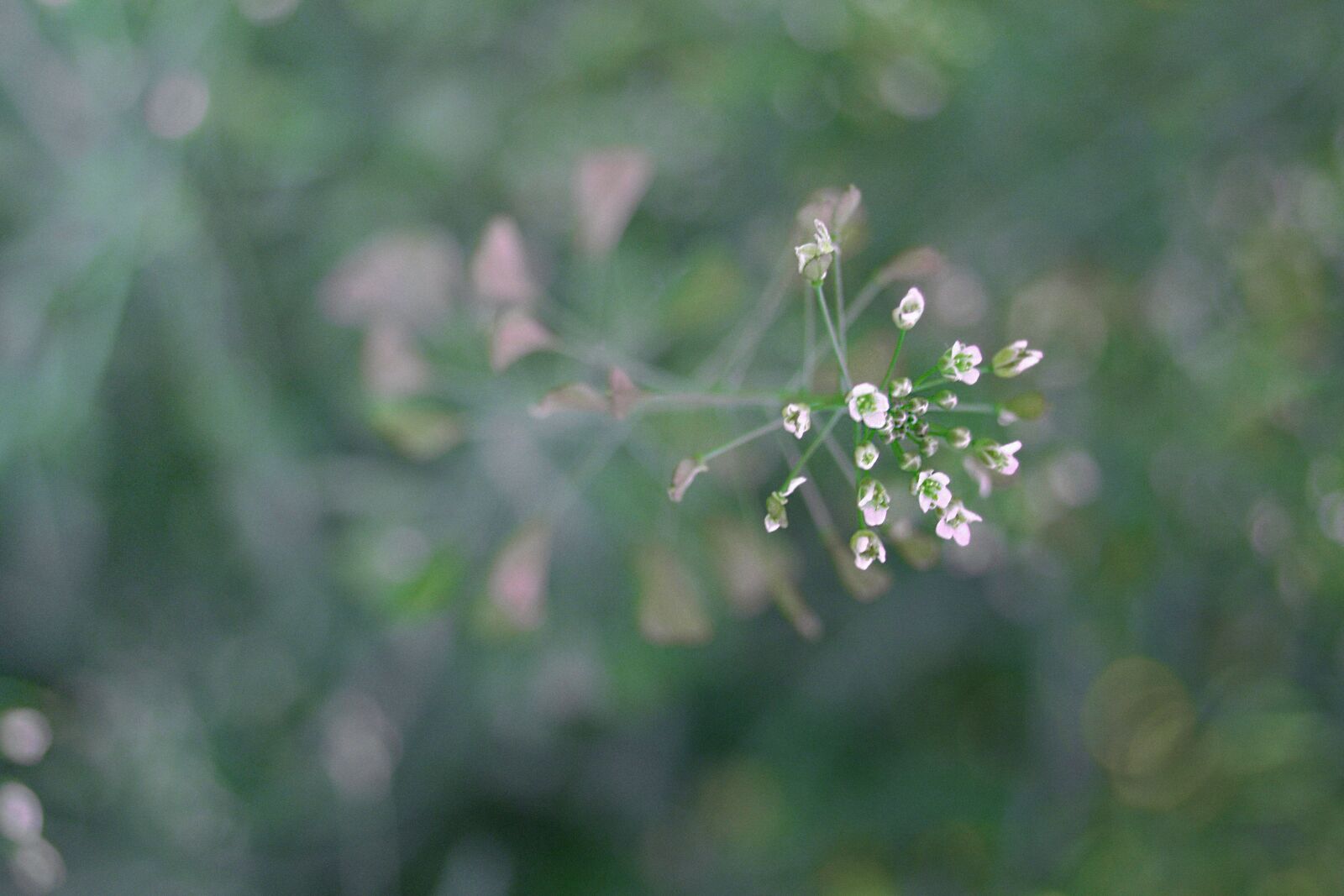Nikon D3100 sample photo. Flower, abstract, background photography