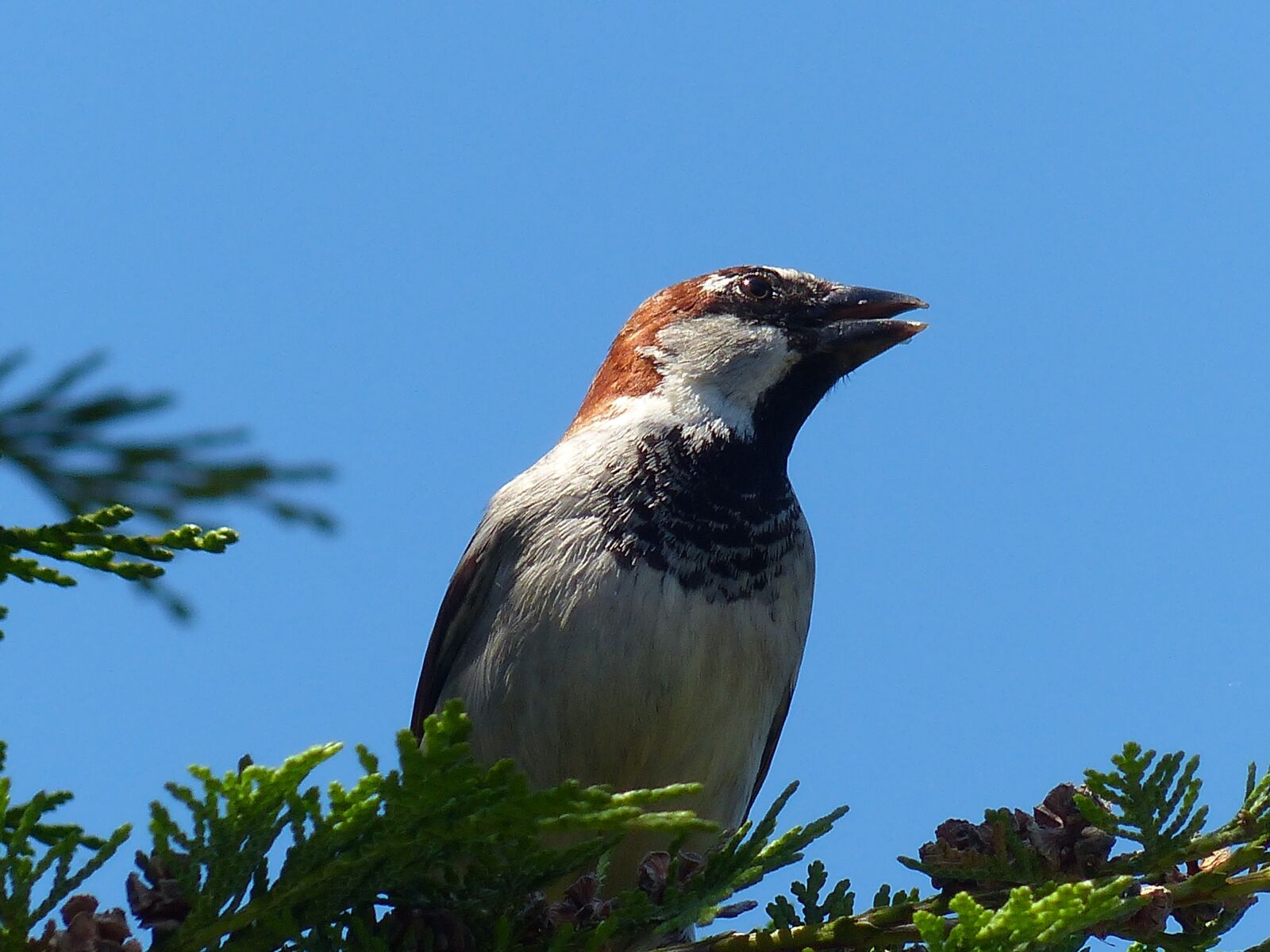 Panasonic Lumix DMC-FZ200 sample photo. Sparrow, house sparrow, bird photography