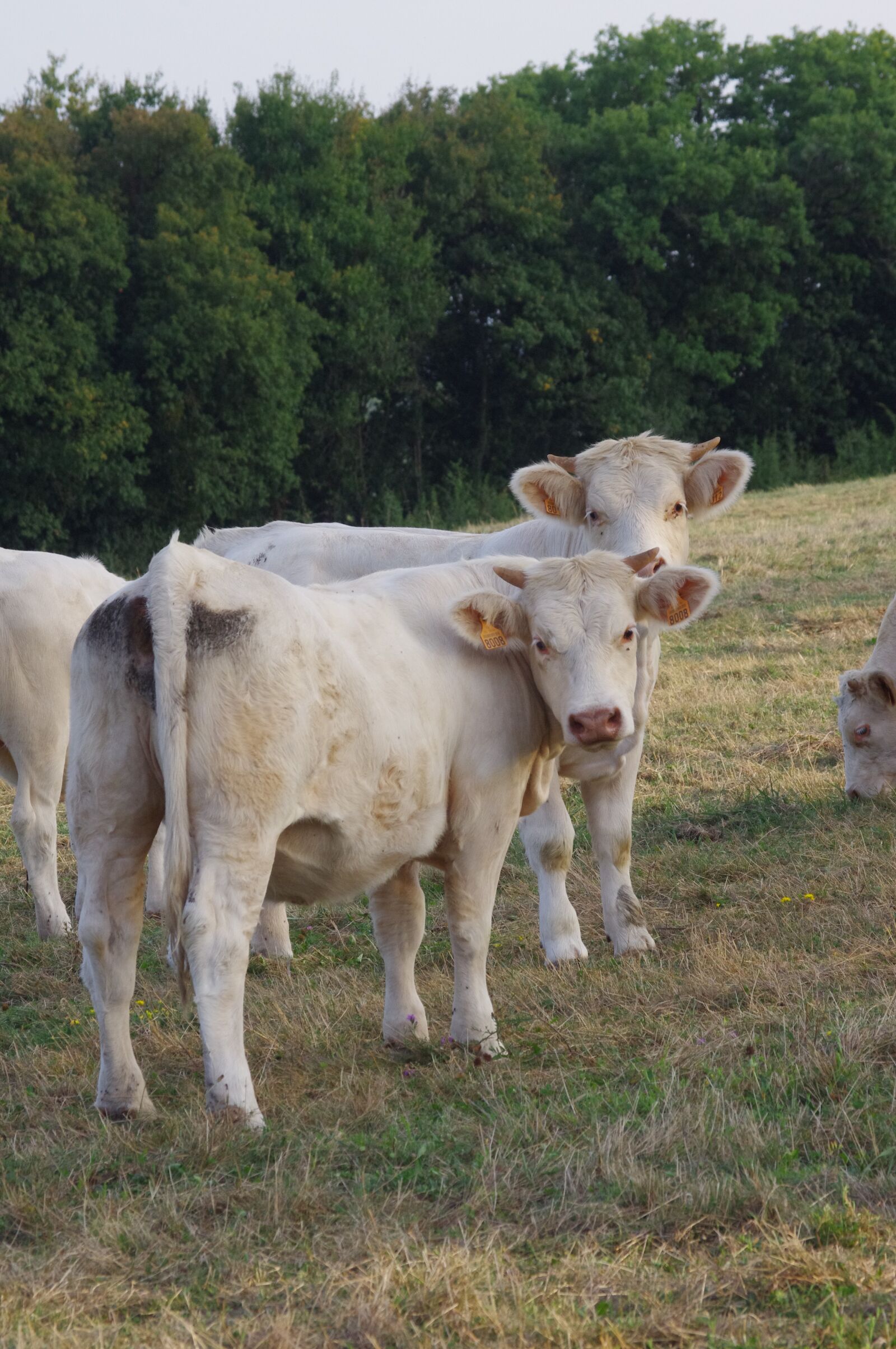 Pentax K-r sample photo. Field, animals, cow photography