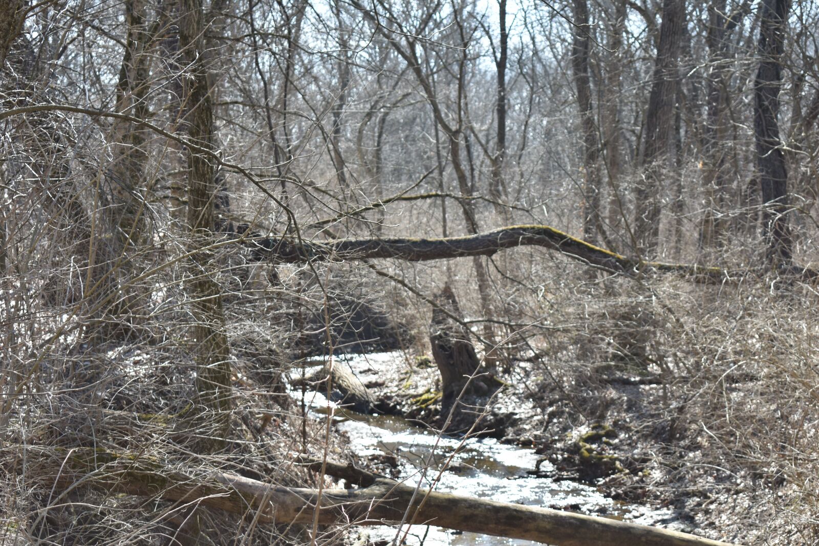 Nikon D3400 sample photo. Landscape, trees, creek photography