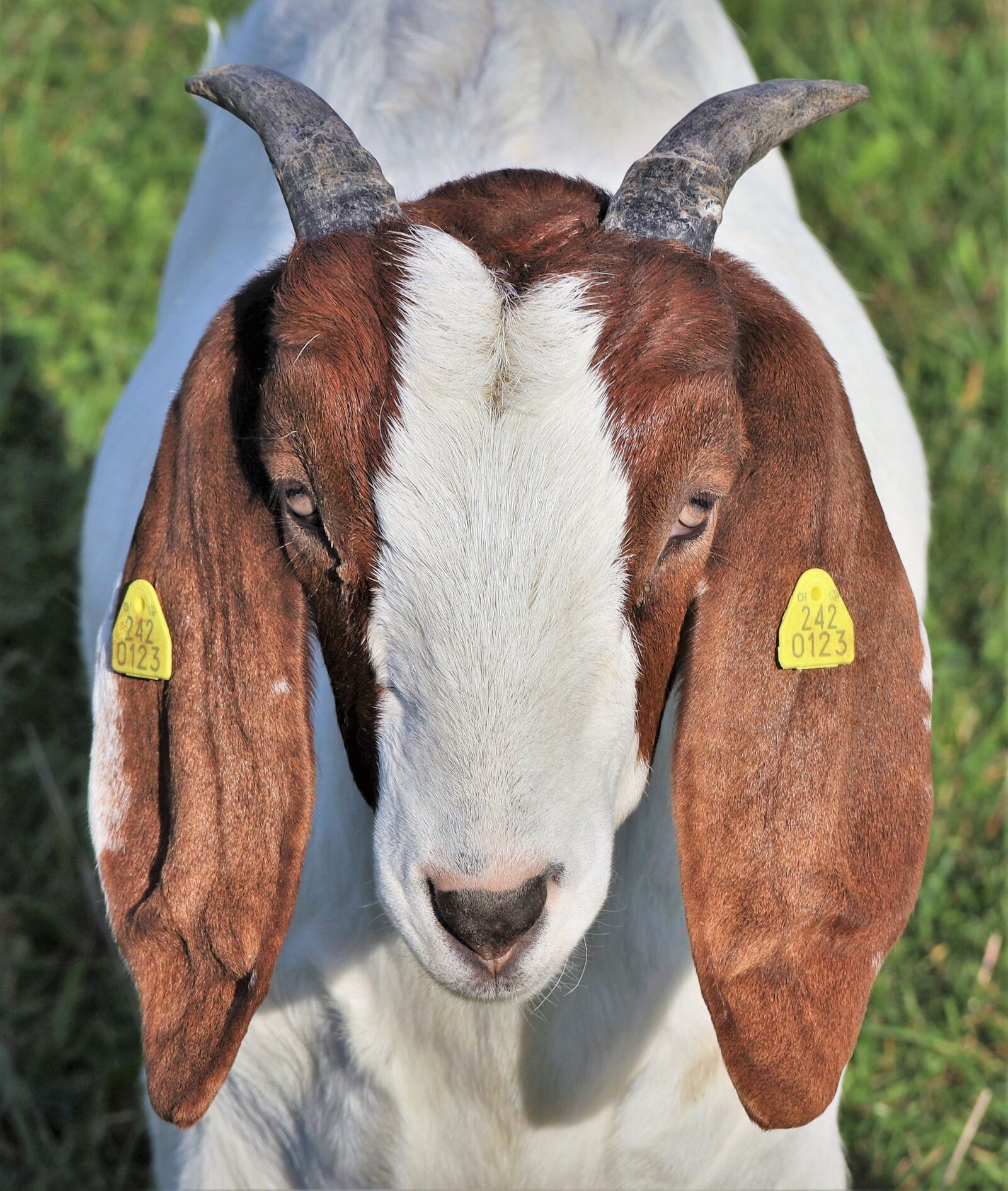Canon EOS M50 (EOS Kiss M) sample photo. Goat, boer goat, horned photography