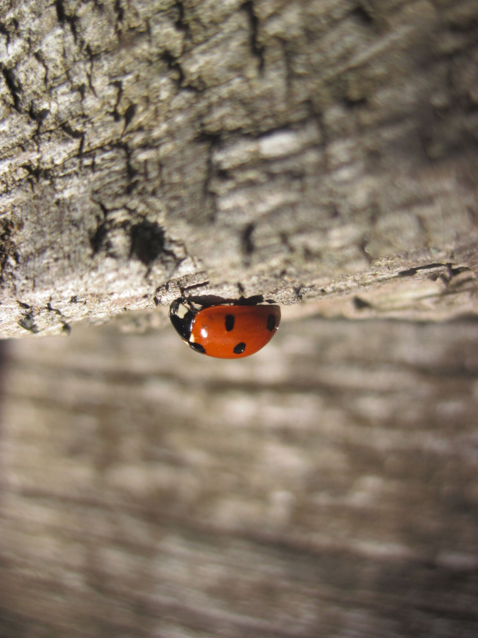 Canon PowerShot D10 sample photo. Ladybug, wood, red photography