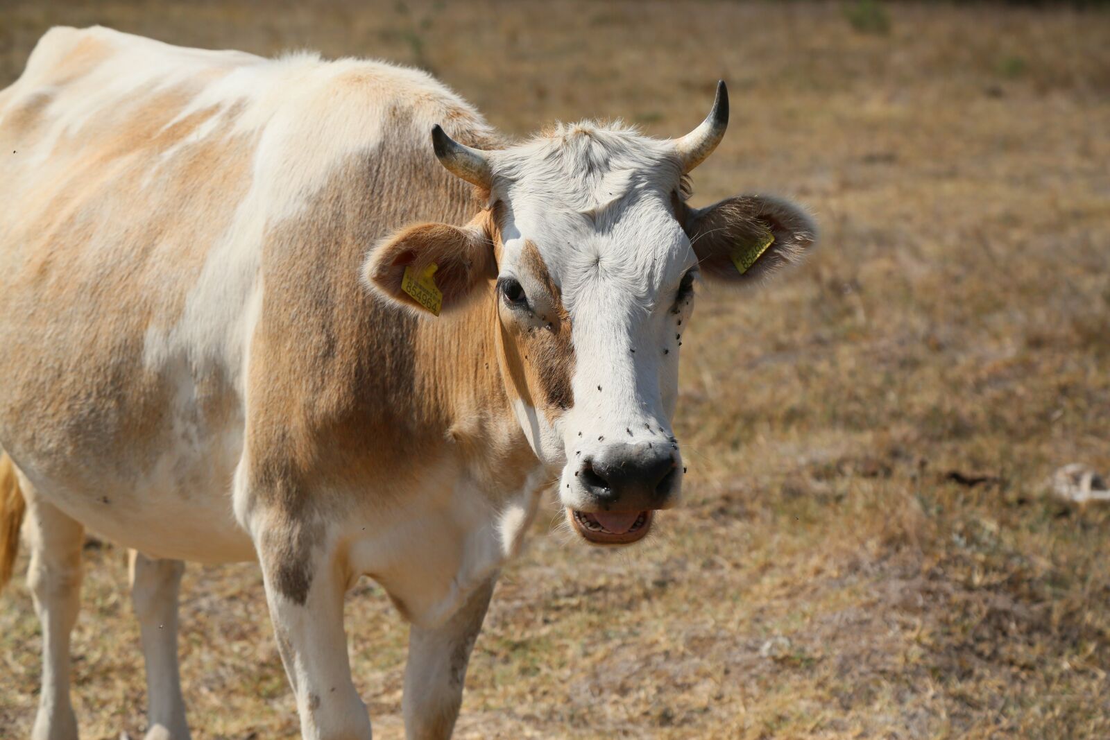 Canon EF 24-105mm F4L IS USM sample photo. Cow, animal, cattle photography