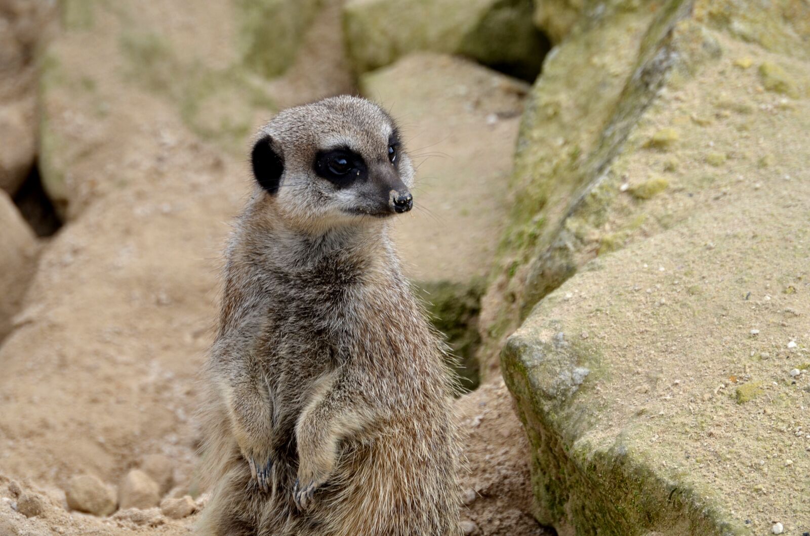 Nikon D5100 sample photo. Meerkat, animal, wild photography