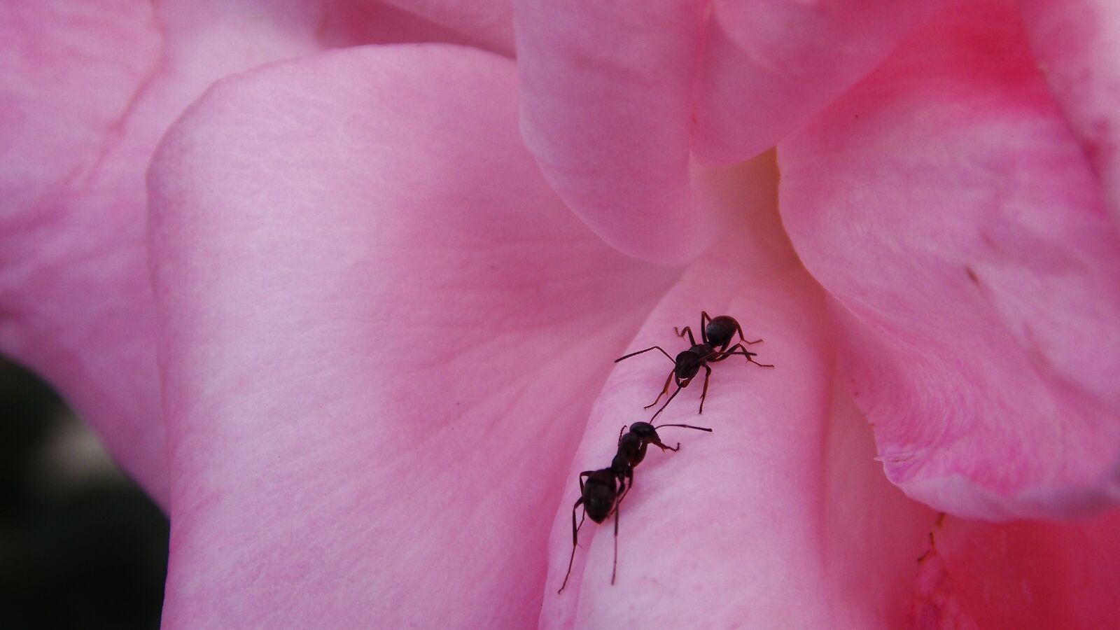 Nikon Coolpix L810 sample photo. Flower, ants, insects photography
