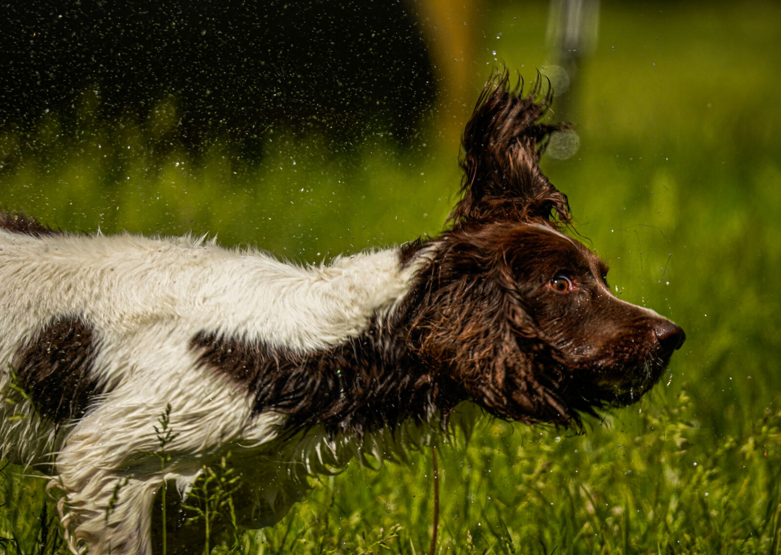 Sony a7R III sample photo. Dog photography