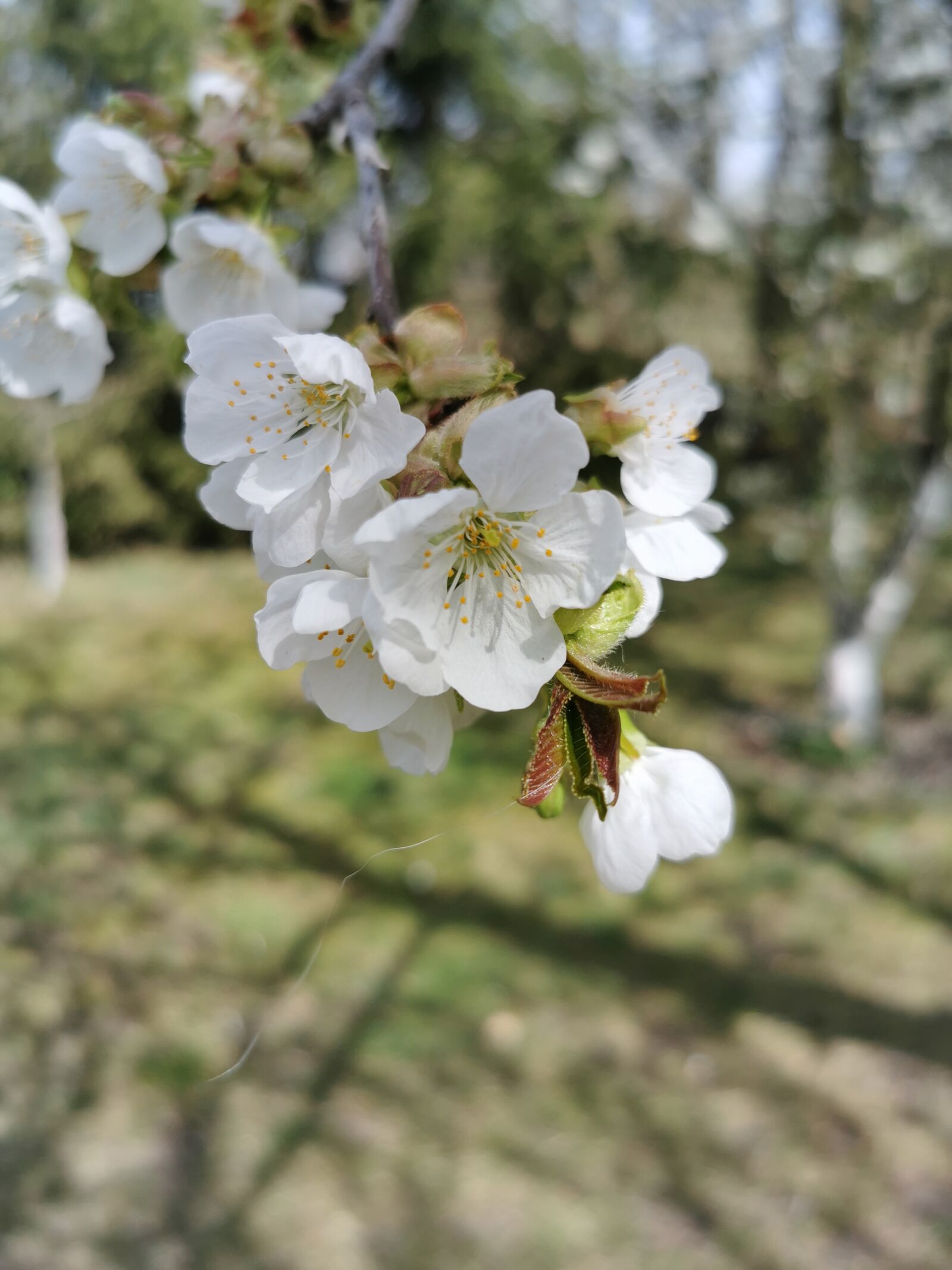 HUAWEI P30 Pro sample photo. Flower, spring, nature photography
