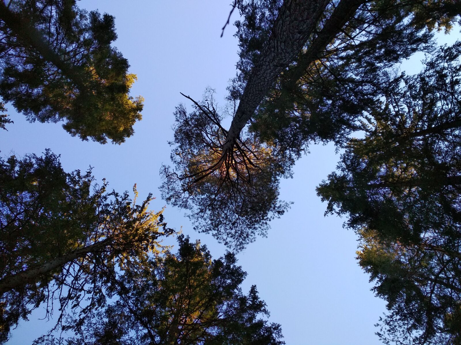 Xiaomi Redmi 4X sample photo. Norway, oslo, nature photography