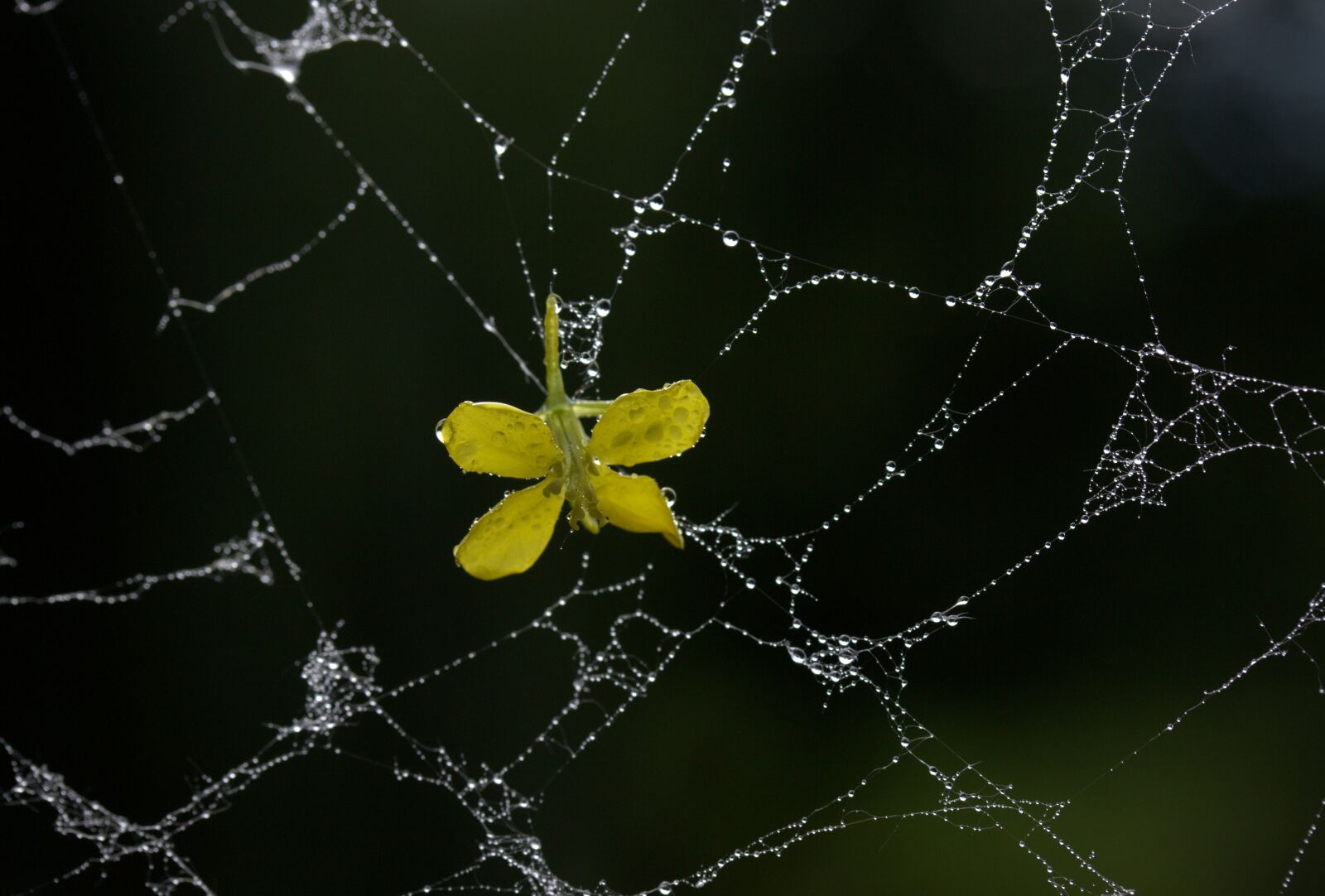 Canon EF-S 60mm F2.8 Macro USM sample photo. Spider web, petals, yellow photography