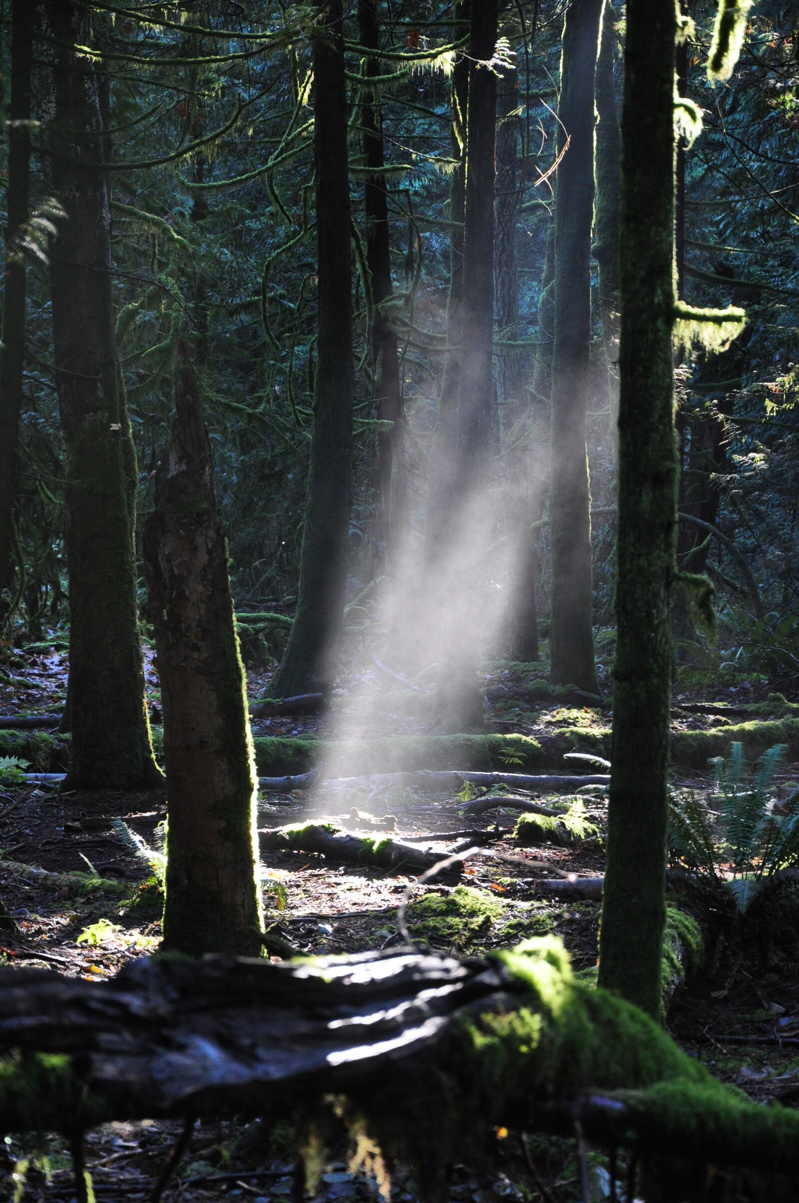 Nikon D90 sample photo. Woods, forest, sunrays photography
