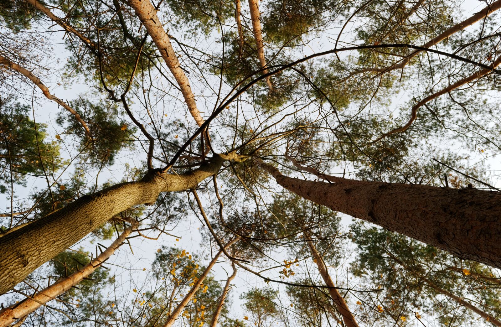 Nikon D3100 sample photo. Trees, forest, autumn photography