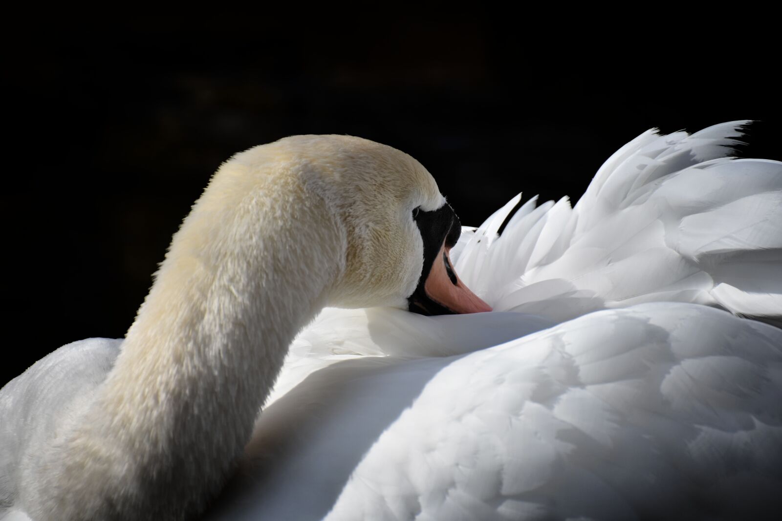 Nikon D7200 sample photo. Swan, elegant, noble photography