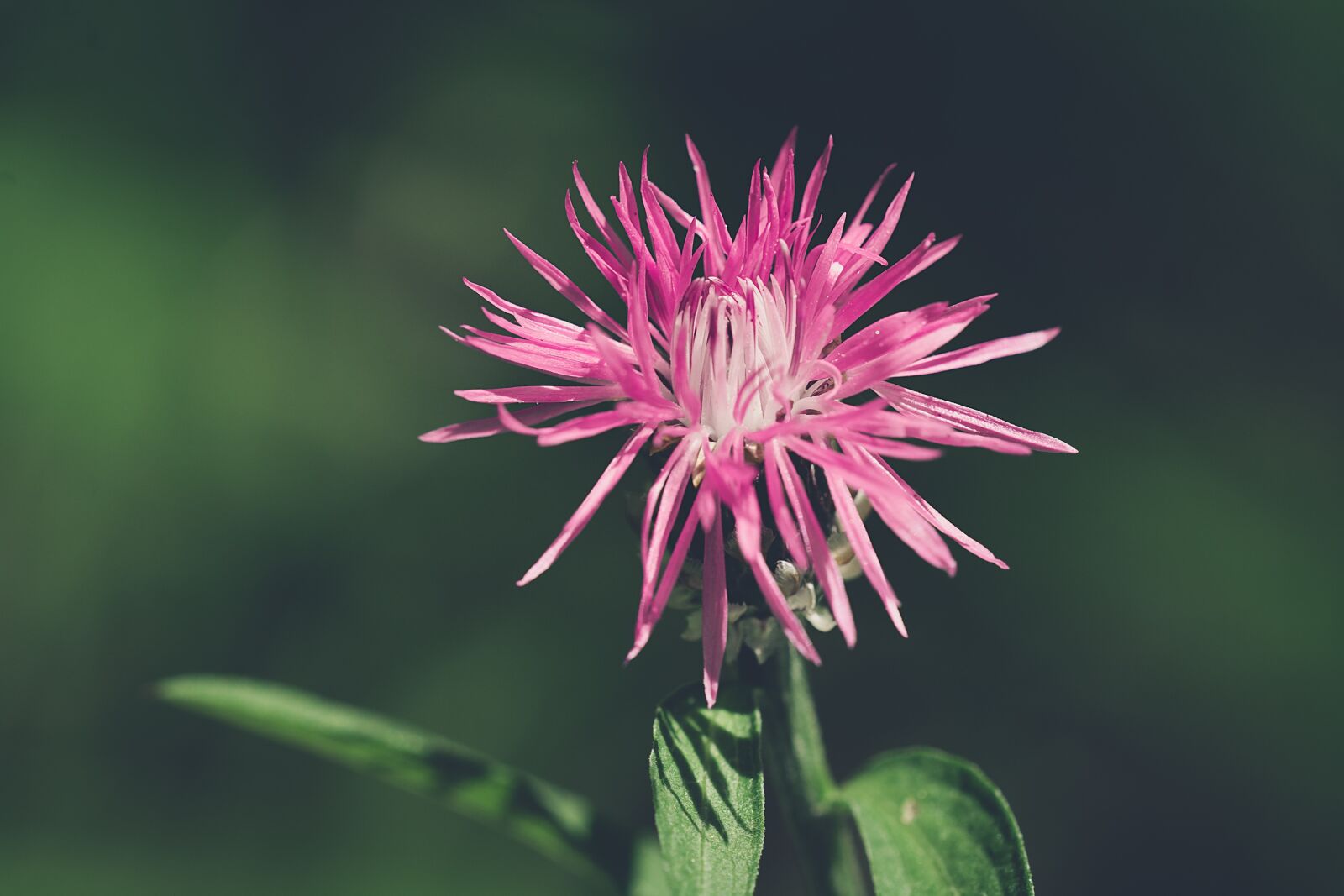 Nikon D7100 sample photo. Flower, pink, pink flower photography