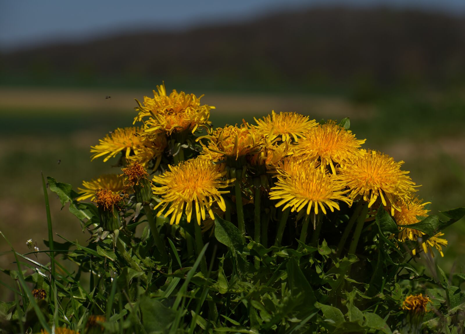 Nikon D5500 sample photo. Dandelion, blossom, bloom photography