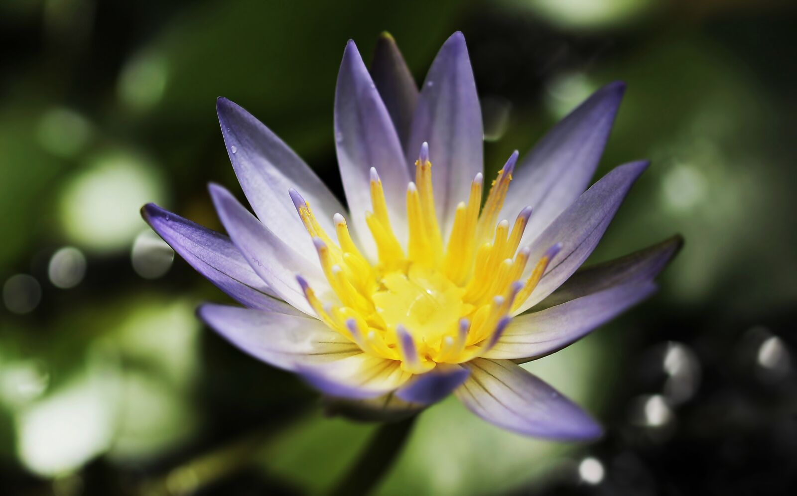 Canon EOS 100D (EOS Rebel SL1 / EOS Kiss X7) sample photo. Water lily, nuphar lutea photography