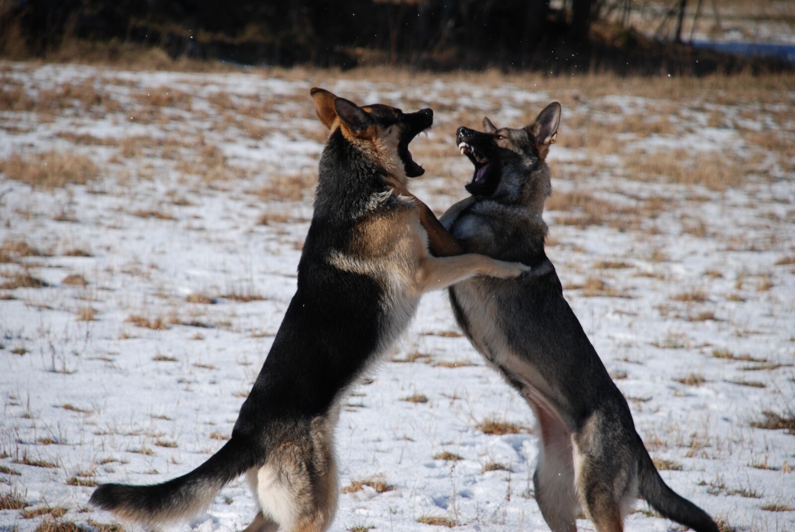Nikon D80 sample photo. Animals, mammal, nature photography