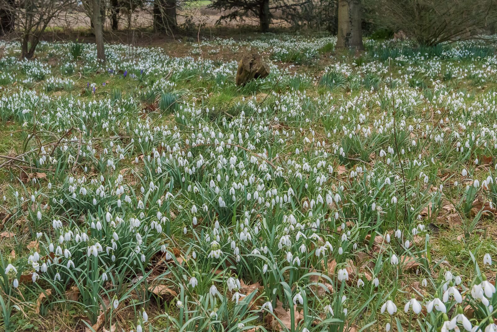 Nikon D750 sample photo. Snowdrops, spring, white photography