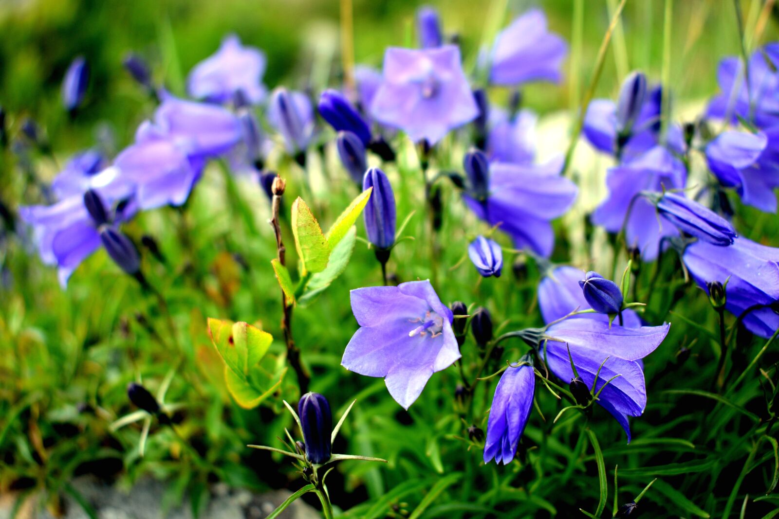 Nikon D3300 sample photo. Flower, macro, nature photography