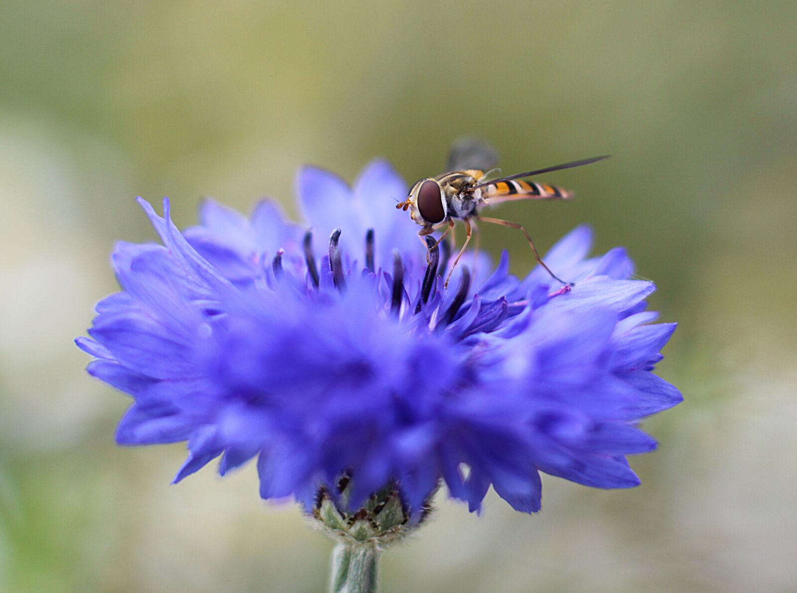 Canon EOS 500D (EOS Rebel T1i / EOS Kiss X3) sample photo. Flower, blossom, bloom photography
