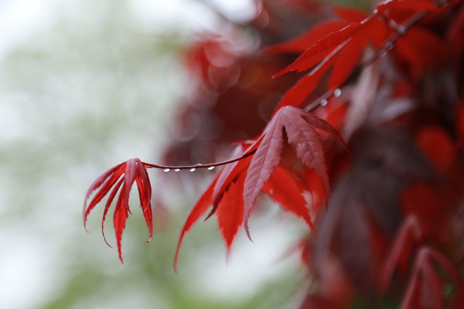 Canon EOS 6D + Canon EF 24-105mm F4L IS USM sample photo. Nature, some people don't photography