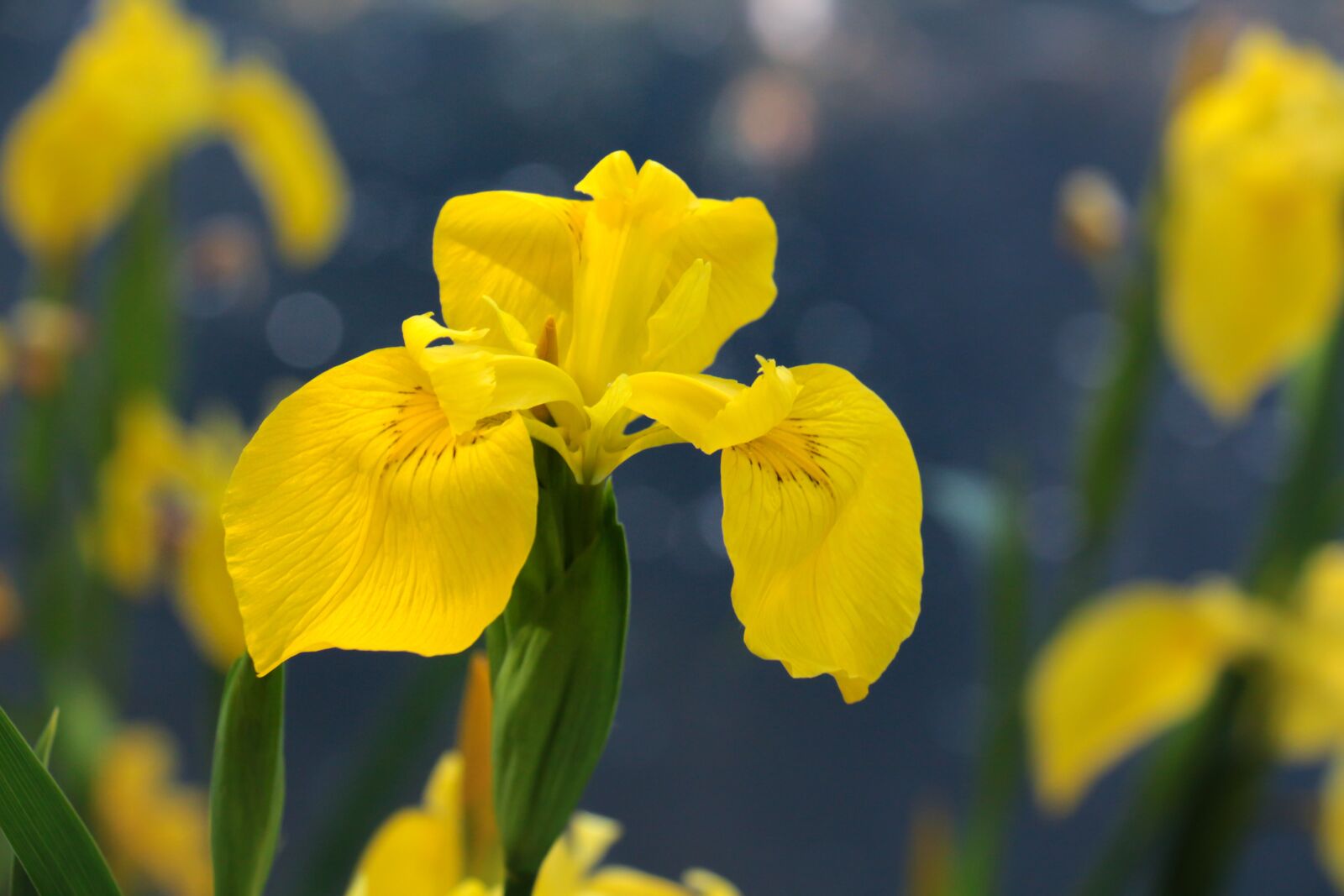 Canon EOS 700D (EOS Rebel T5i / EOS Kiss X7i) sample photo. Swamp iris, blossom, bloom photography