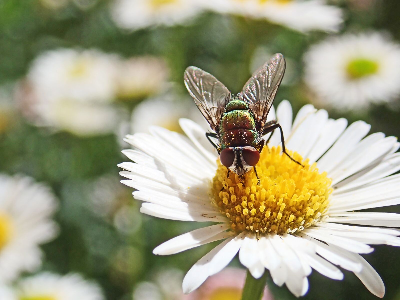 Olympus TG-5 sample photo. Fly, insect, flower photography