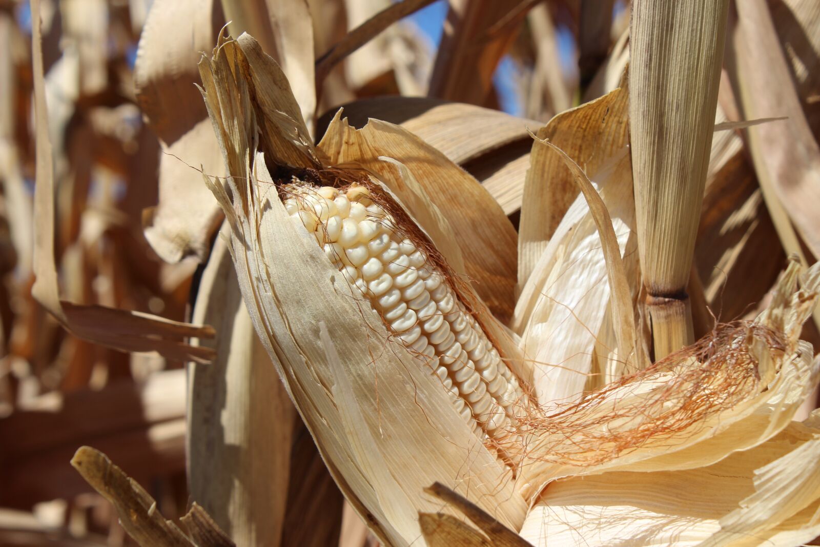 Canon EOS 1200D (EOS Rebel T5 / EOS Kiss X70 / EOS Hi) sample photo. Cob, corn, agriculture photography