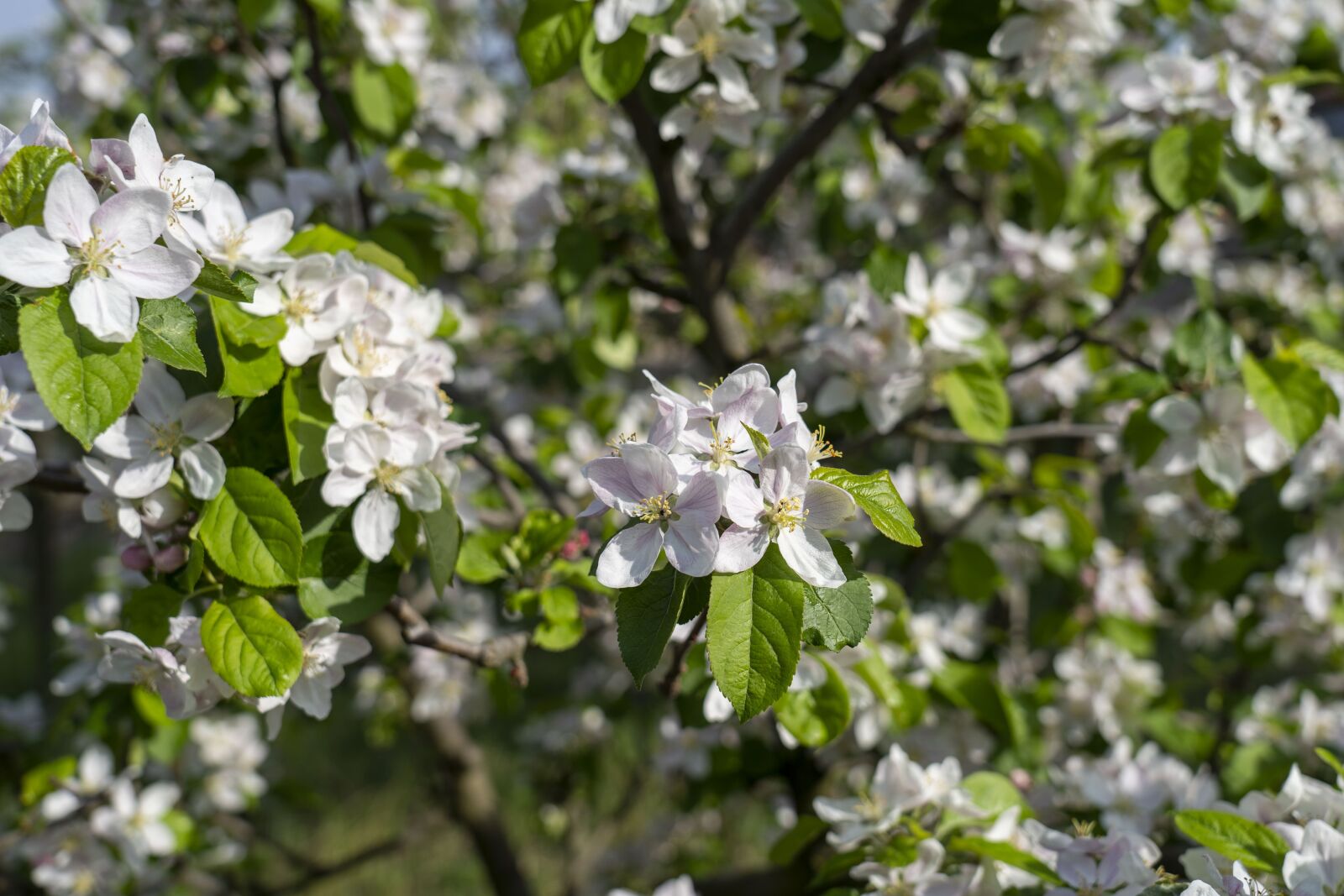 Sony FE 24-105mm F4 G OSS sample photo. Apple tree, tree, flowering photography