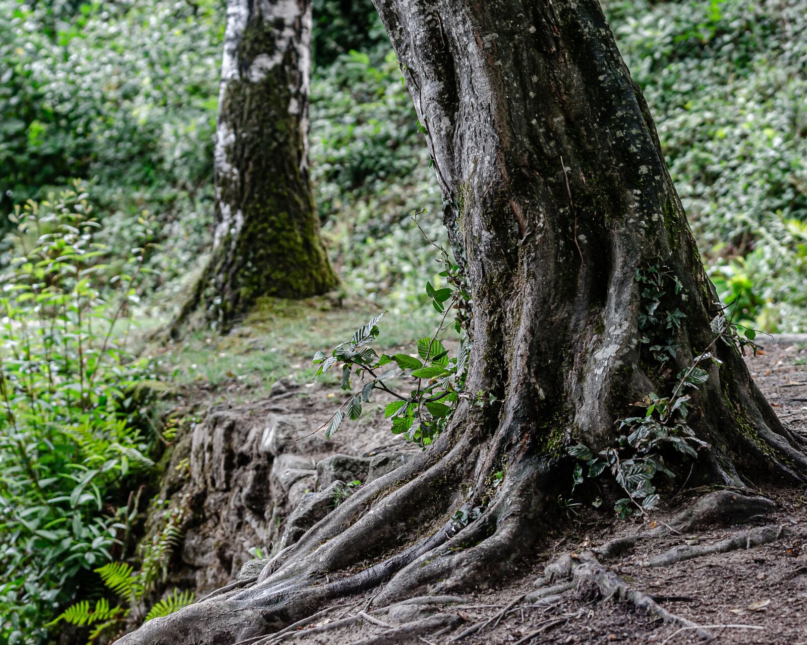 Nikon D7000 sample photo. Tree, root, nature photography