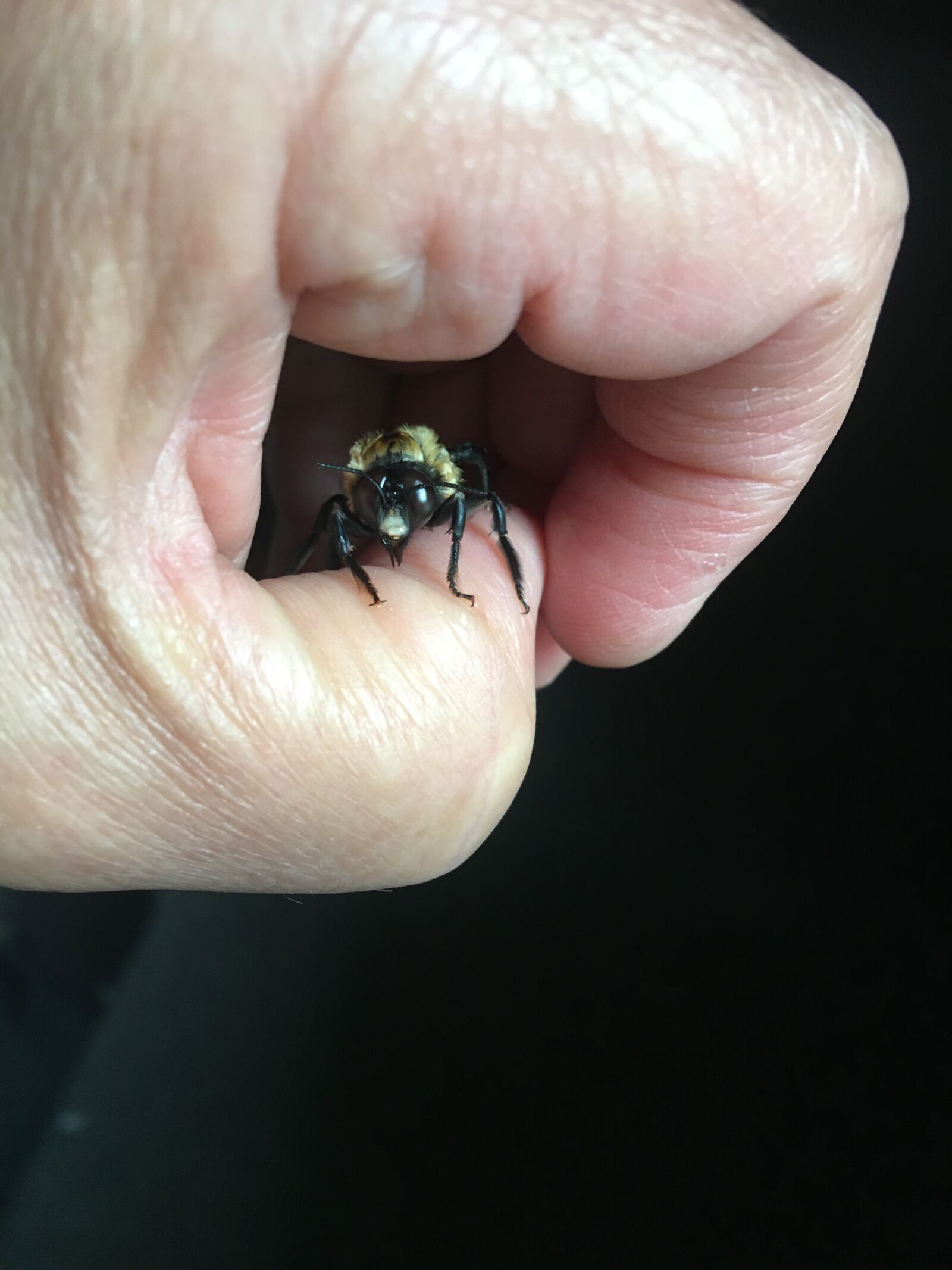 iPhone 6s Plus back camera 4.15mm f/2.2 sample photo. Carpenter bee, bees, nature photography