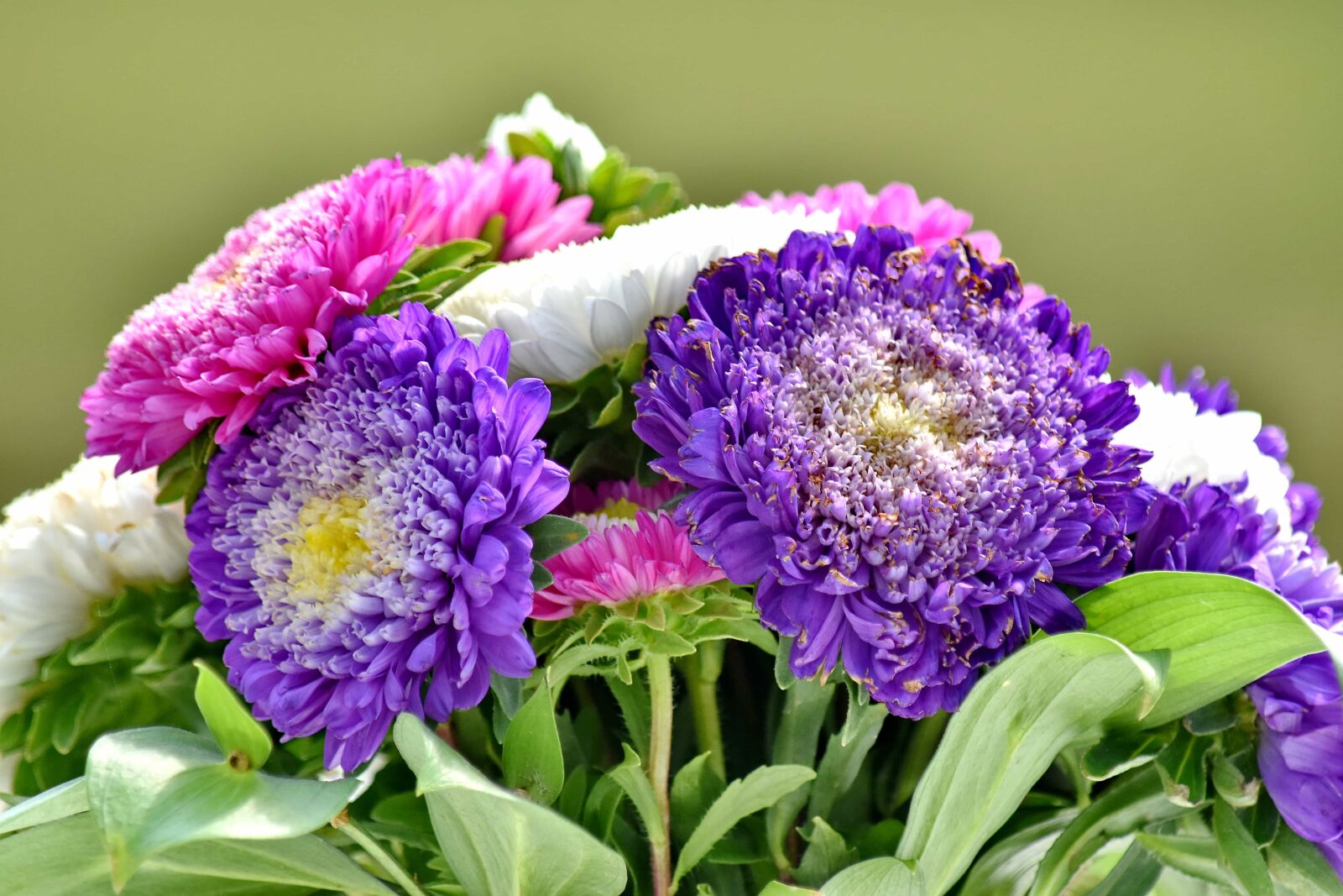 Nikon D5500 sample photo. Bouquet, flower, summer, flora photography