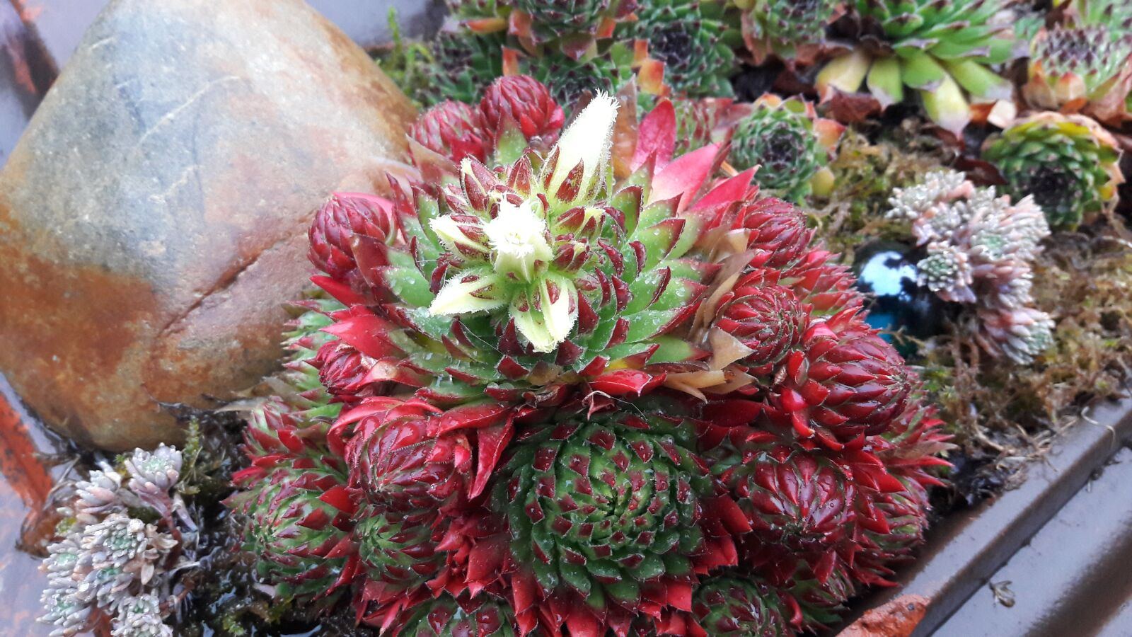 Samsung Galaxy A3(2016) sample photo. Cactus, nature, prickly photography