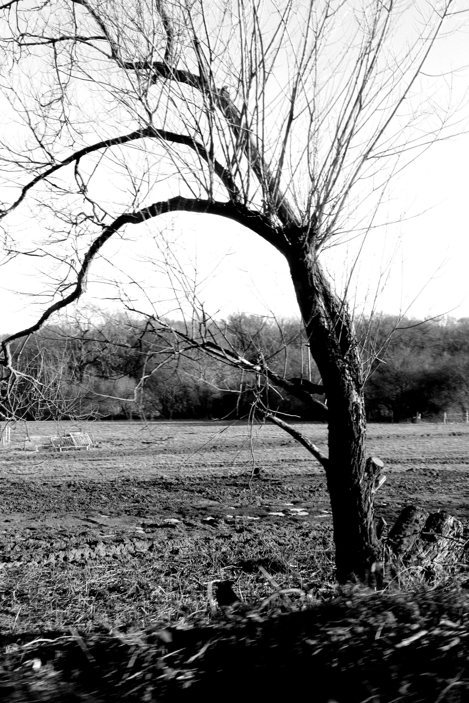 Canon EOS 1200D (EOS Rebel T5 / EOS Kiss X70 / EOS Hi) sample photo. Tree, black and white photography