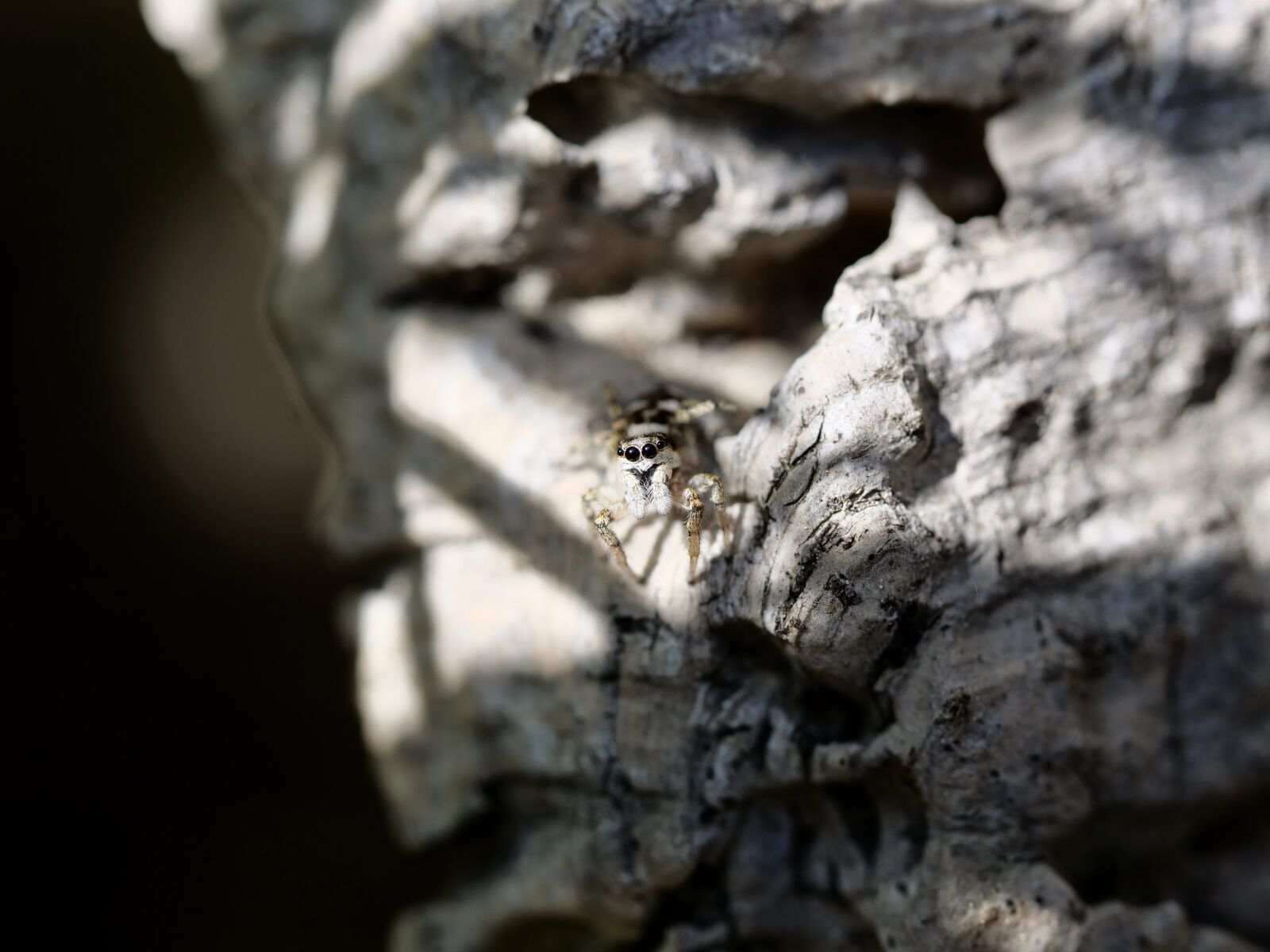 Panasonic Lumix DC-G9 sample photo. Macro, spider, insect photography