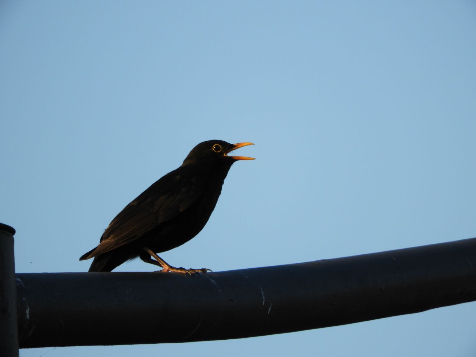 Nikon Coolpix B700 sample photo. Bird, city, blackbird photography