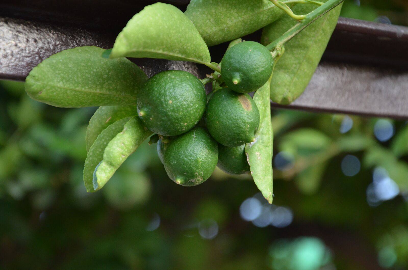Nikon D7000 sample photo. Lime, fruit, citrus photography