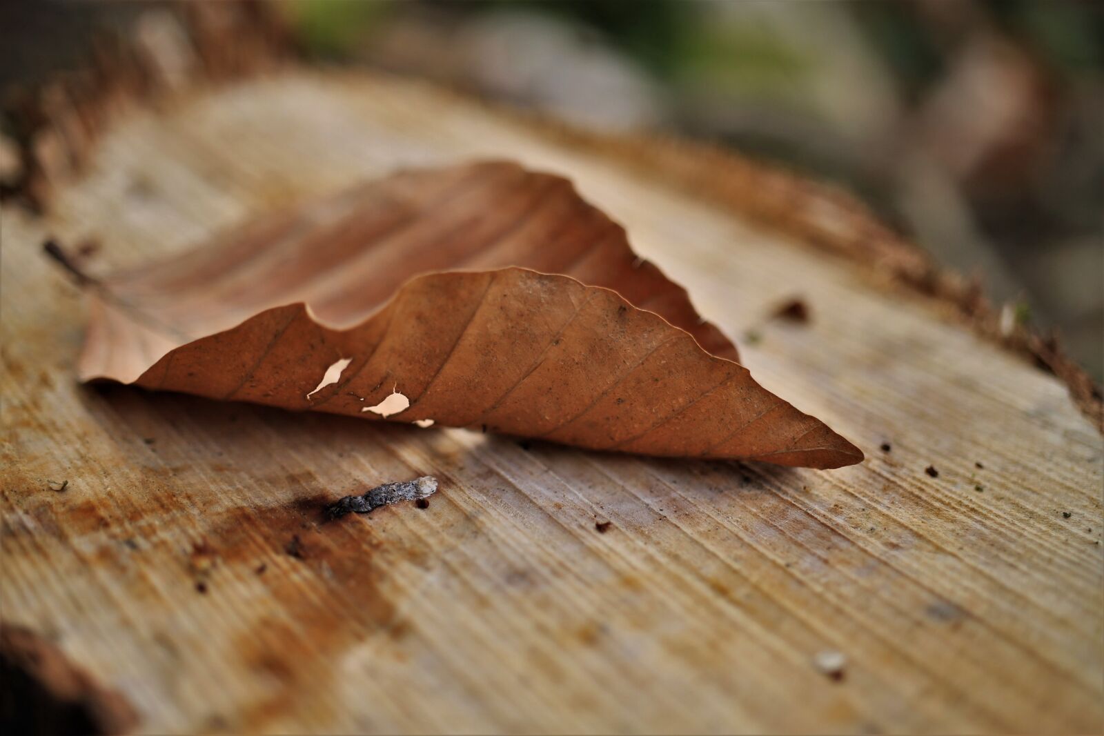 Canon EOS 7D sample photo. Leaves, leaf, withered photography