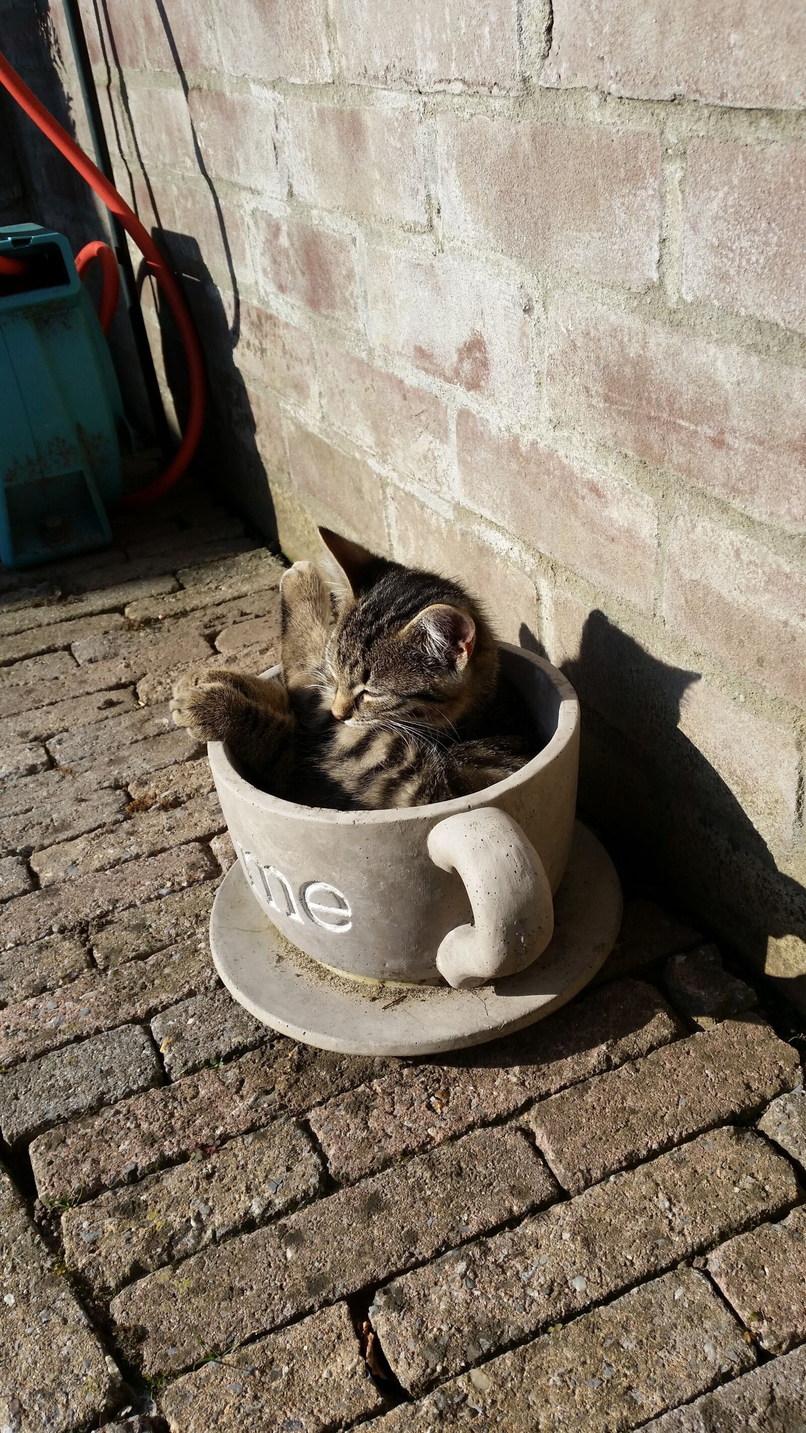 Samsung Galaxy S5 sample photo. Cat, cats, wall photography