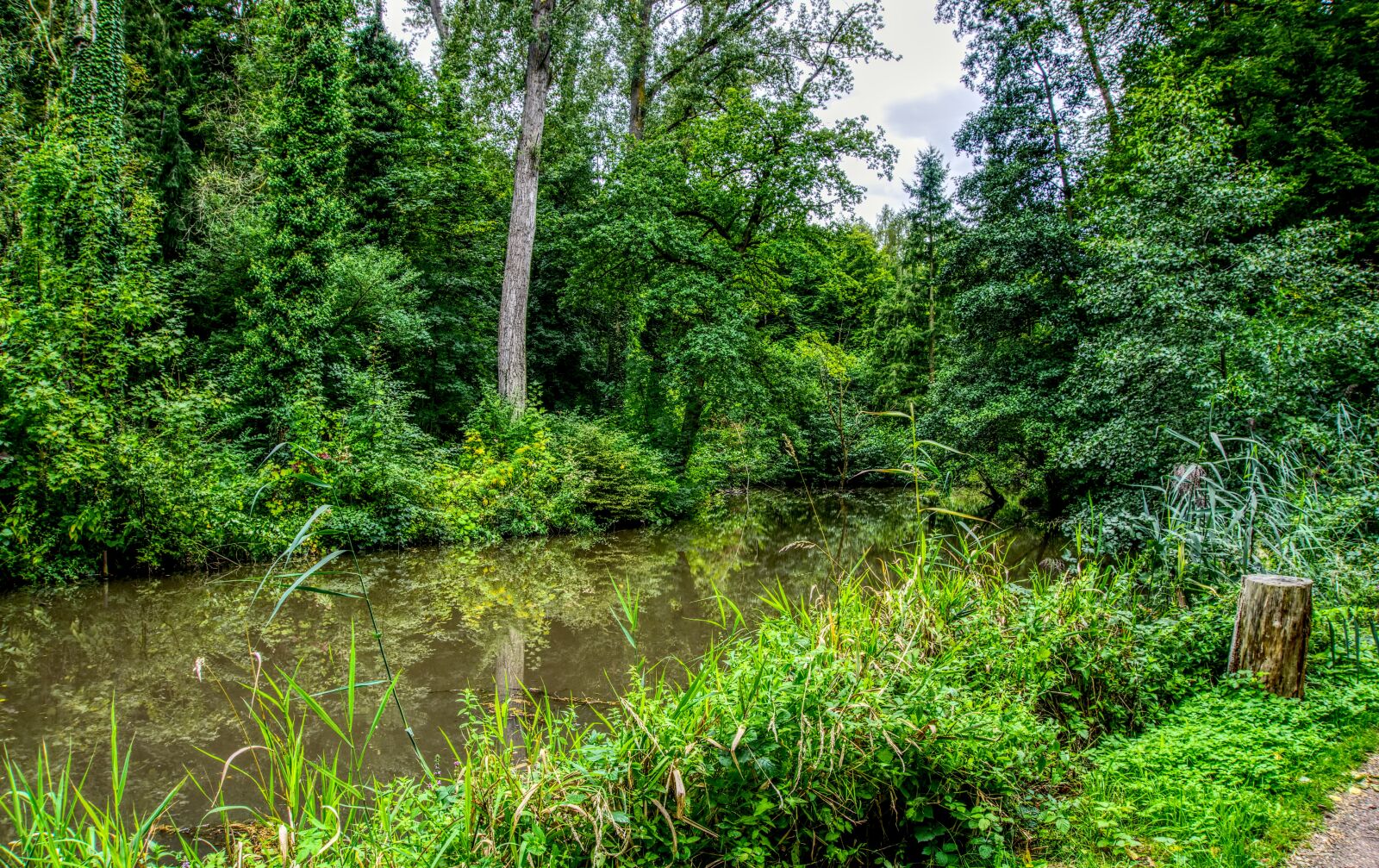Sony a6000 sample photo. Lake, forest, trees photography