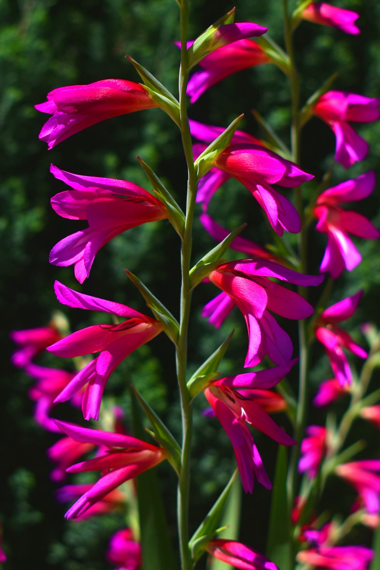 Nikon D3500 sample photo. Flower, plant, purple photography
