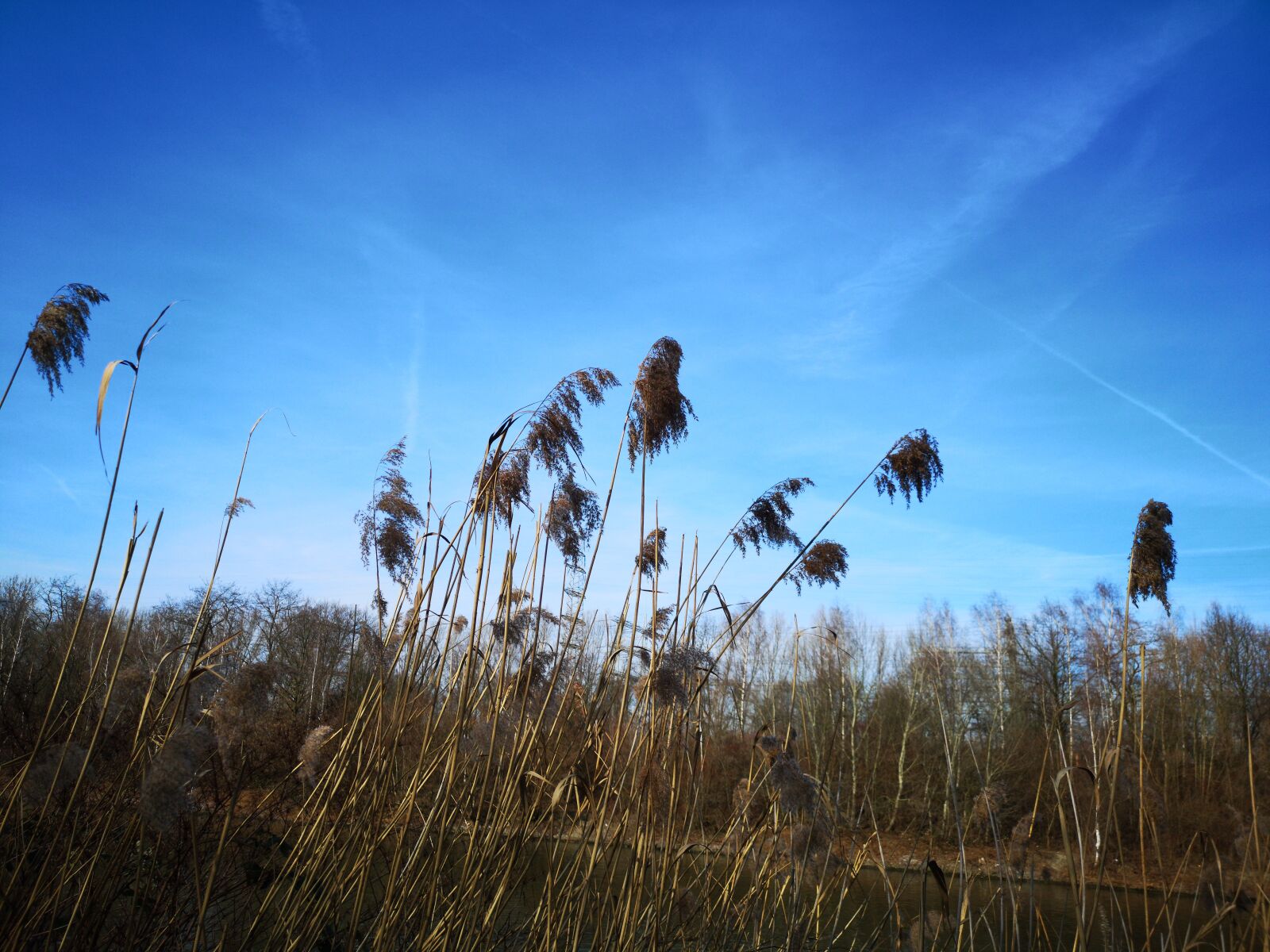 HUAWEI CLT-L29 sample photo. Sky, nature, trees photography