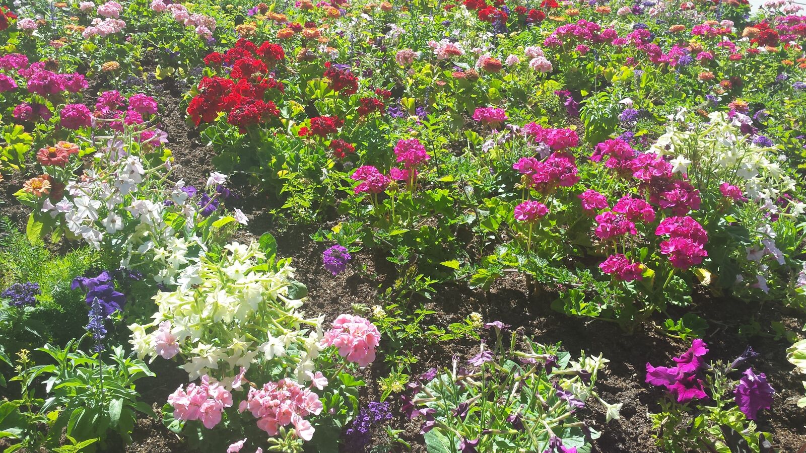 Samsung Galaxy S4 sample photo. Flowers, garden, nature photography