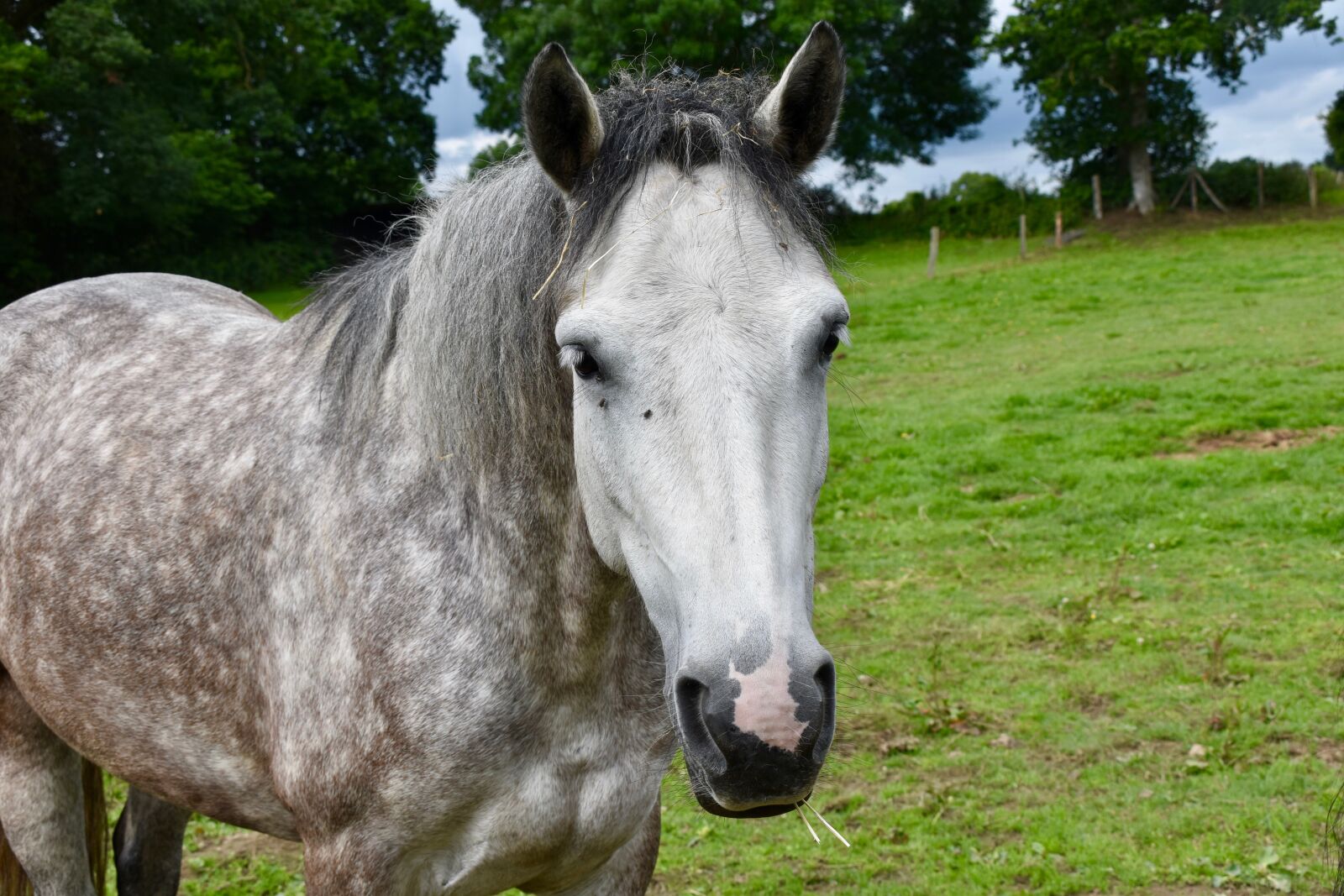 Nikon D5600 sample photo. Horse, equine, horse connemara photography
