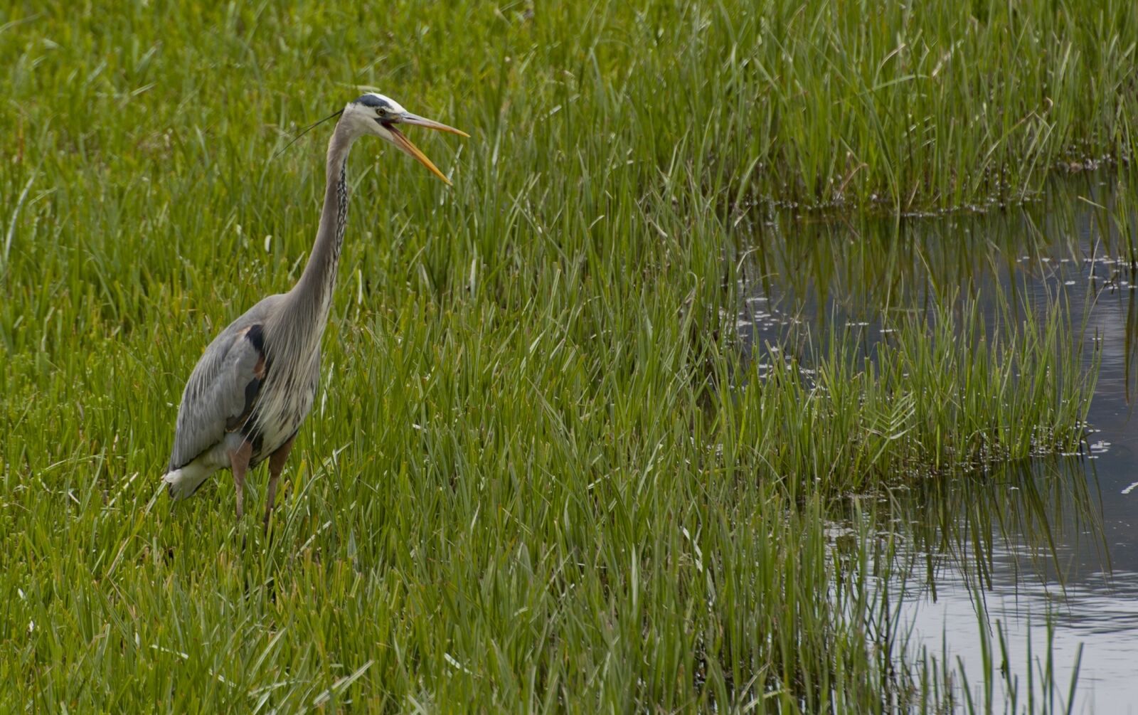 Nikon D700 sample photo. Great blue heron, bird photography