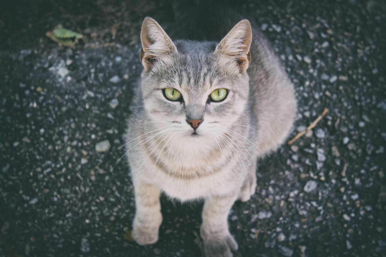 Canon EOS 600D (Rebel EOS T3i / EOS Kiss X5) sample photo. Cat, grey, animal photography