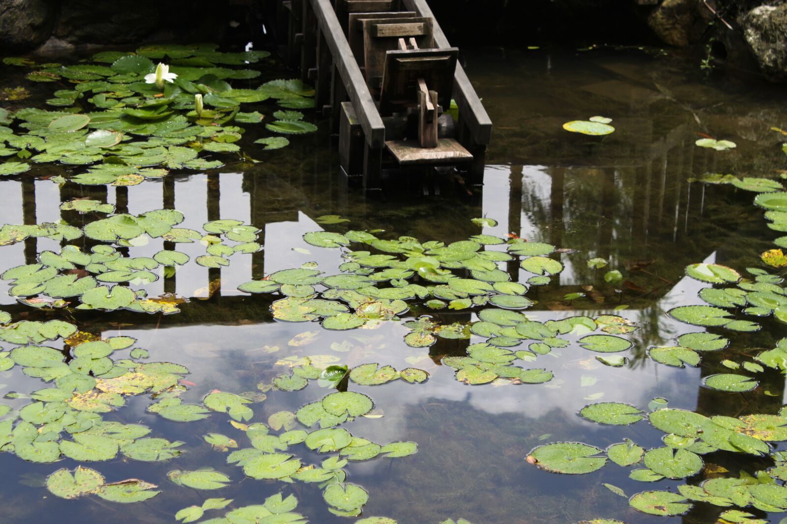 Canon EOS 50D sample photo. Ecology, natural, pond photography