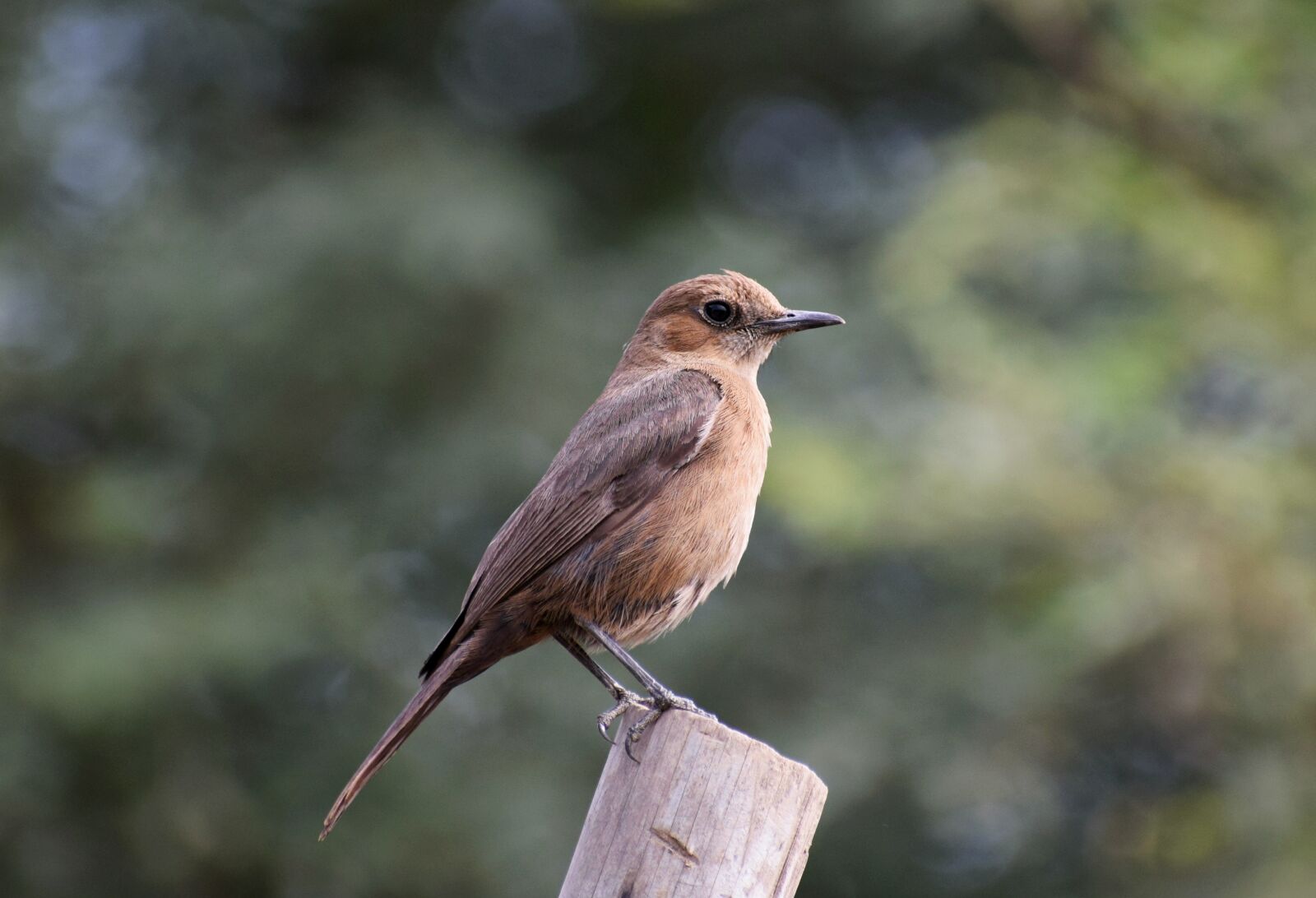 Nikon D3300 sample photo. Bird, sitting, nature photography
