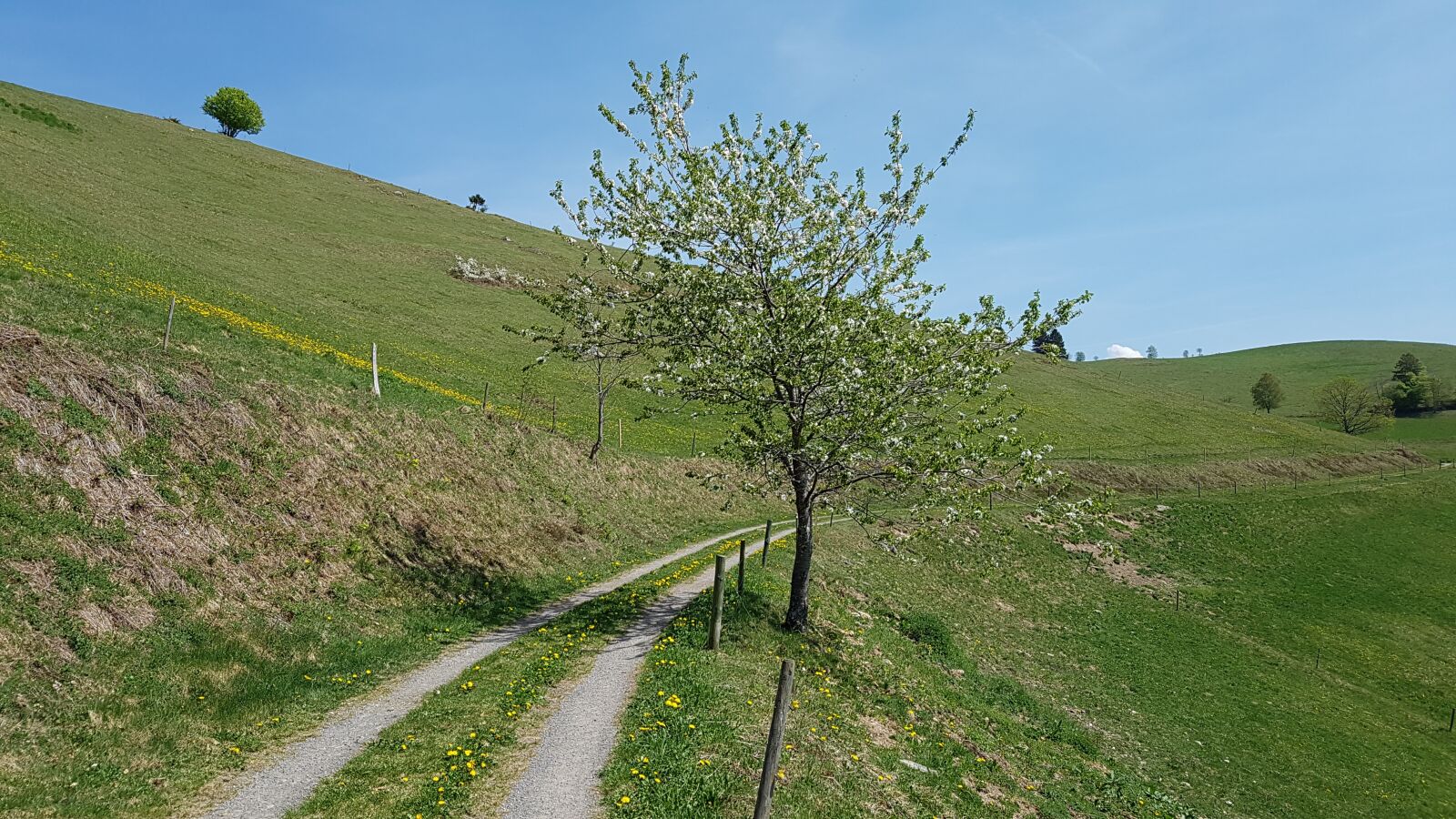 Samsung Galaxy S7 sample photo. Spring, nature, black forest photography
