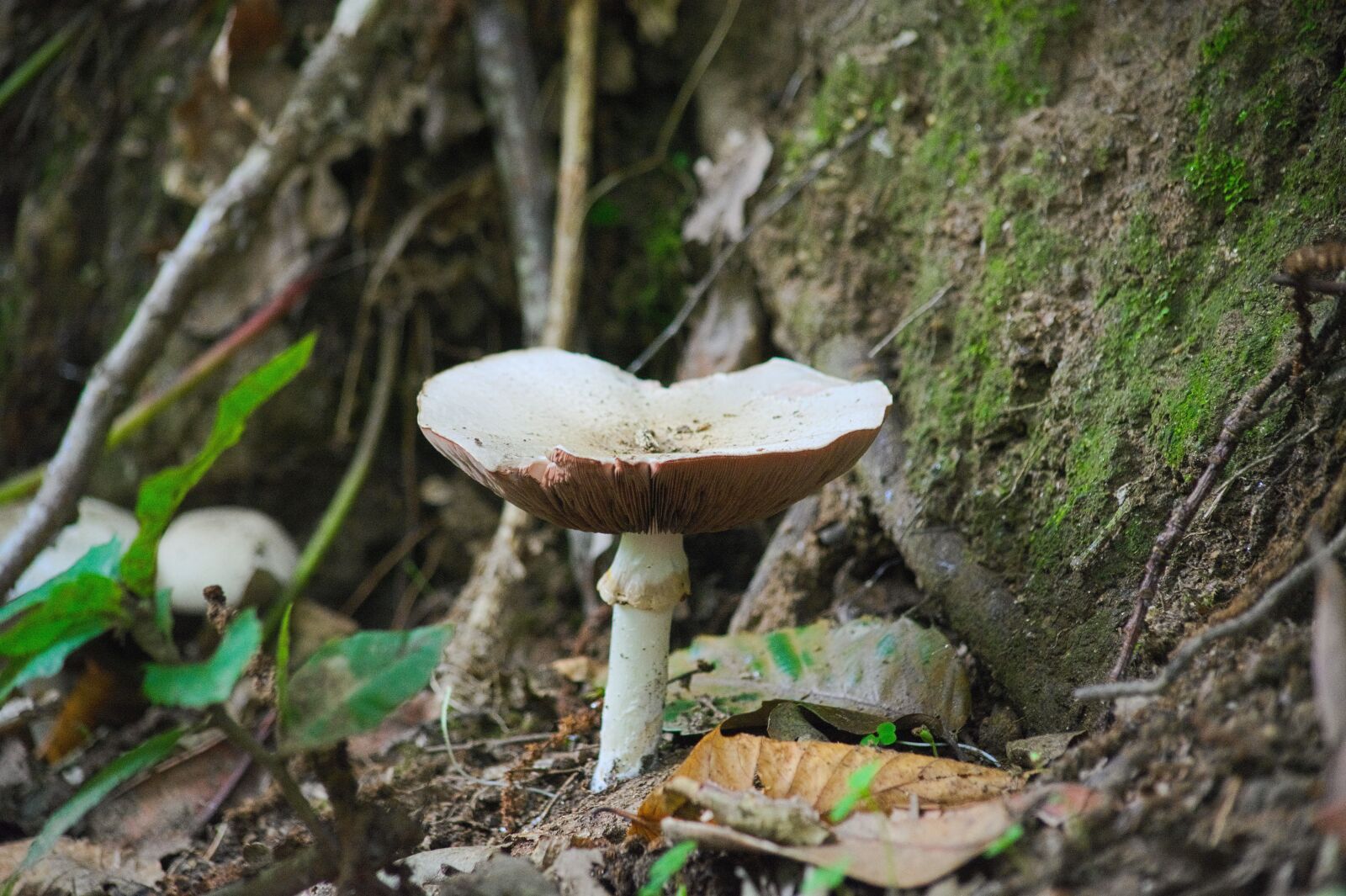 Nikon D5200 sample photo. Coulemelle, parasol, wood photography
