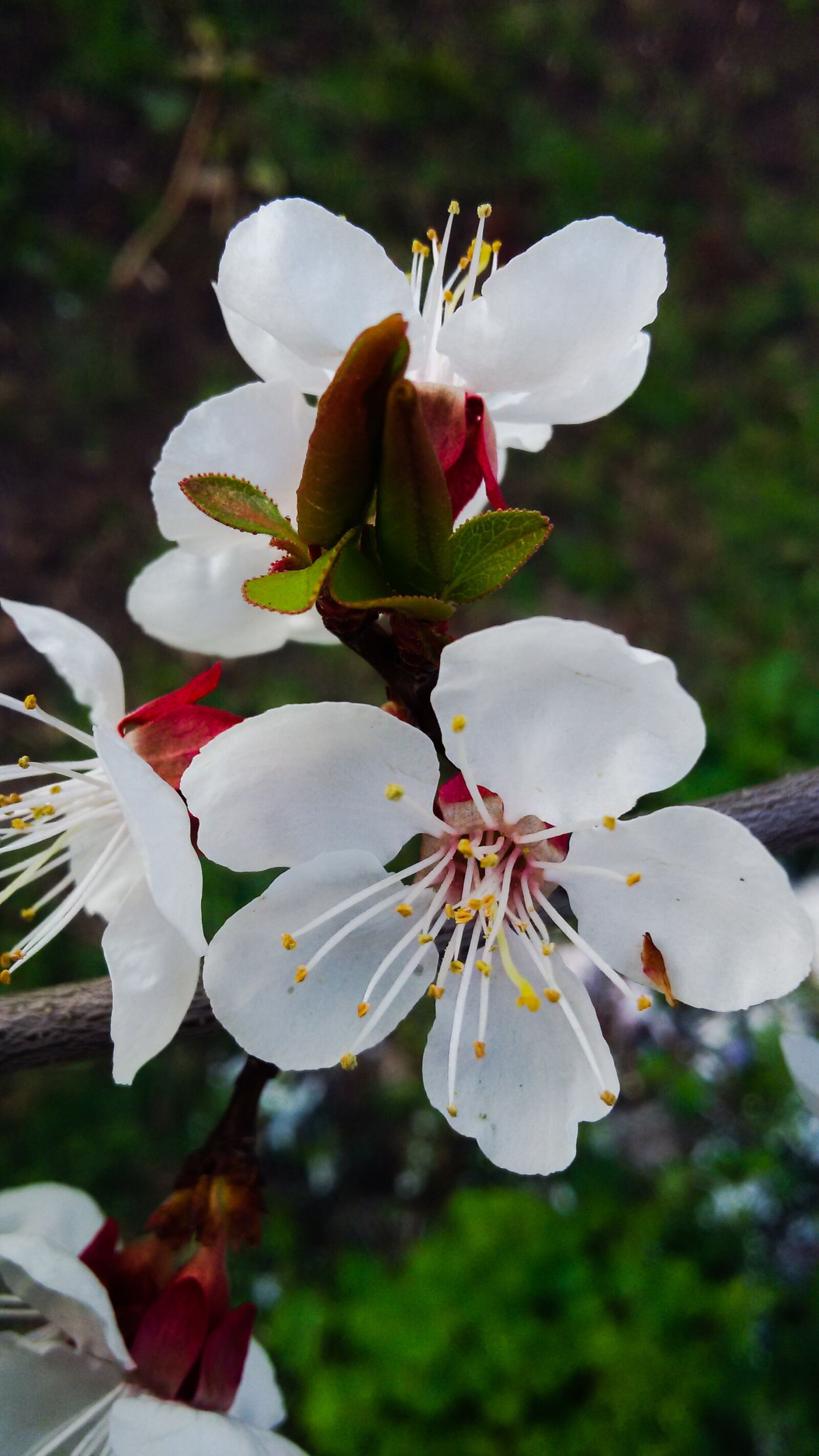 Samsung Galaxy S5 Mini sample photo. Blossom, flowers, nature photography